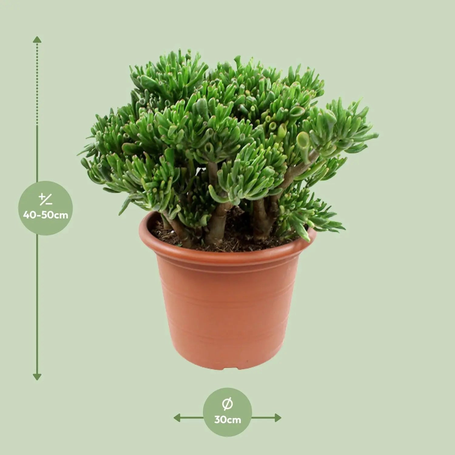 Crassula Ovata - Jadestrauch, Geldbaum - Image