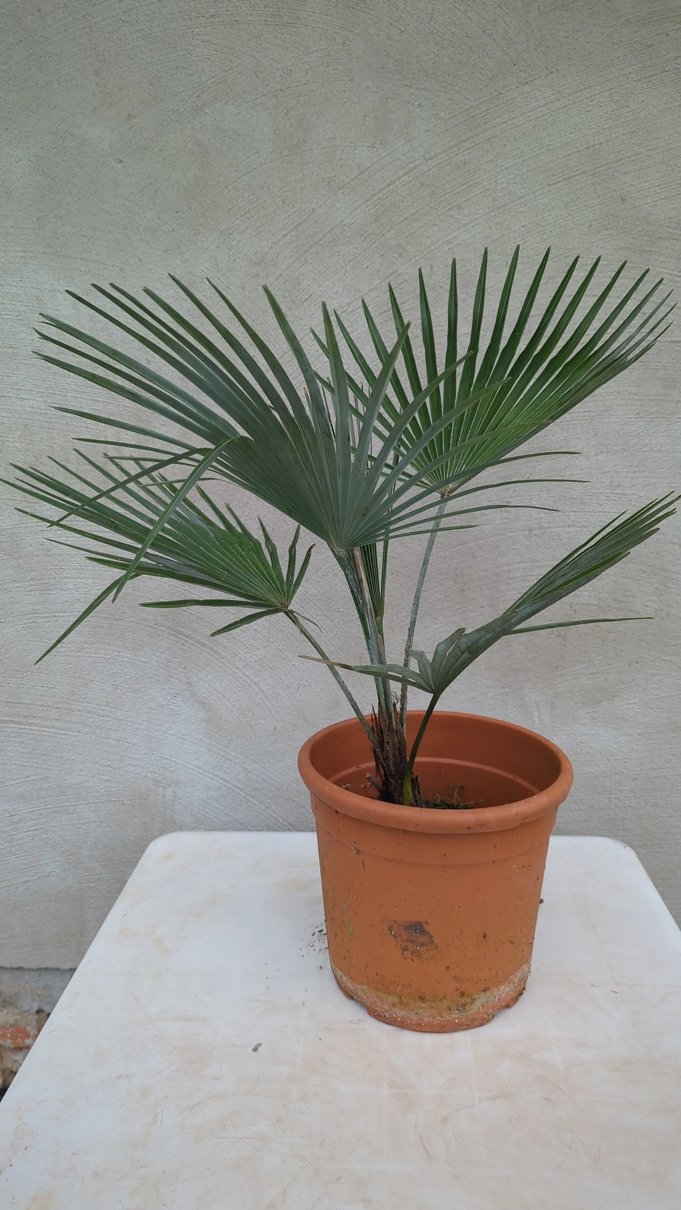 Trachycarpus princeps - Marmorhanfpalme - Image 