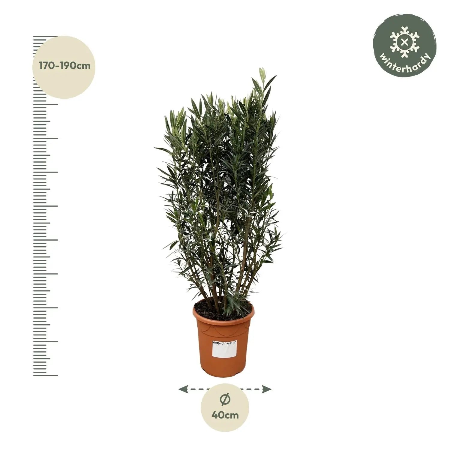 Nerium Oleander - Rosenlorbeer - Image