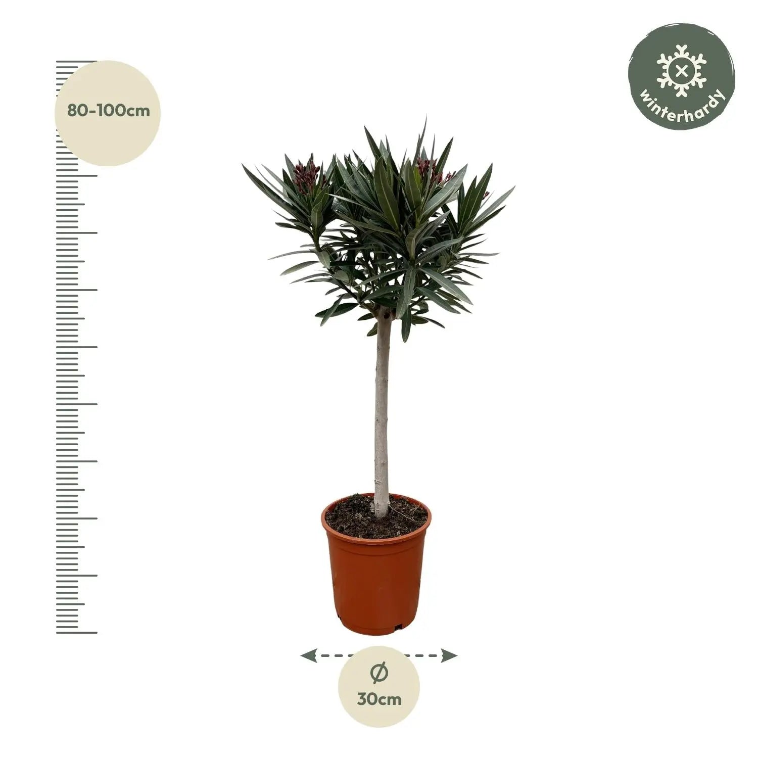 Nerium Oleander - Rosenlorbeer - Image