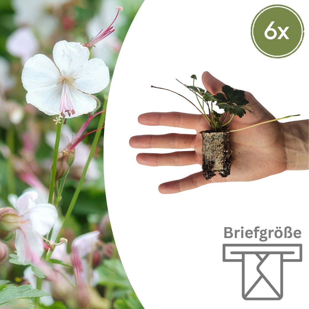 Geranium - Storchschnabel Setzlinge im 6er-Set