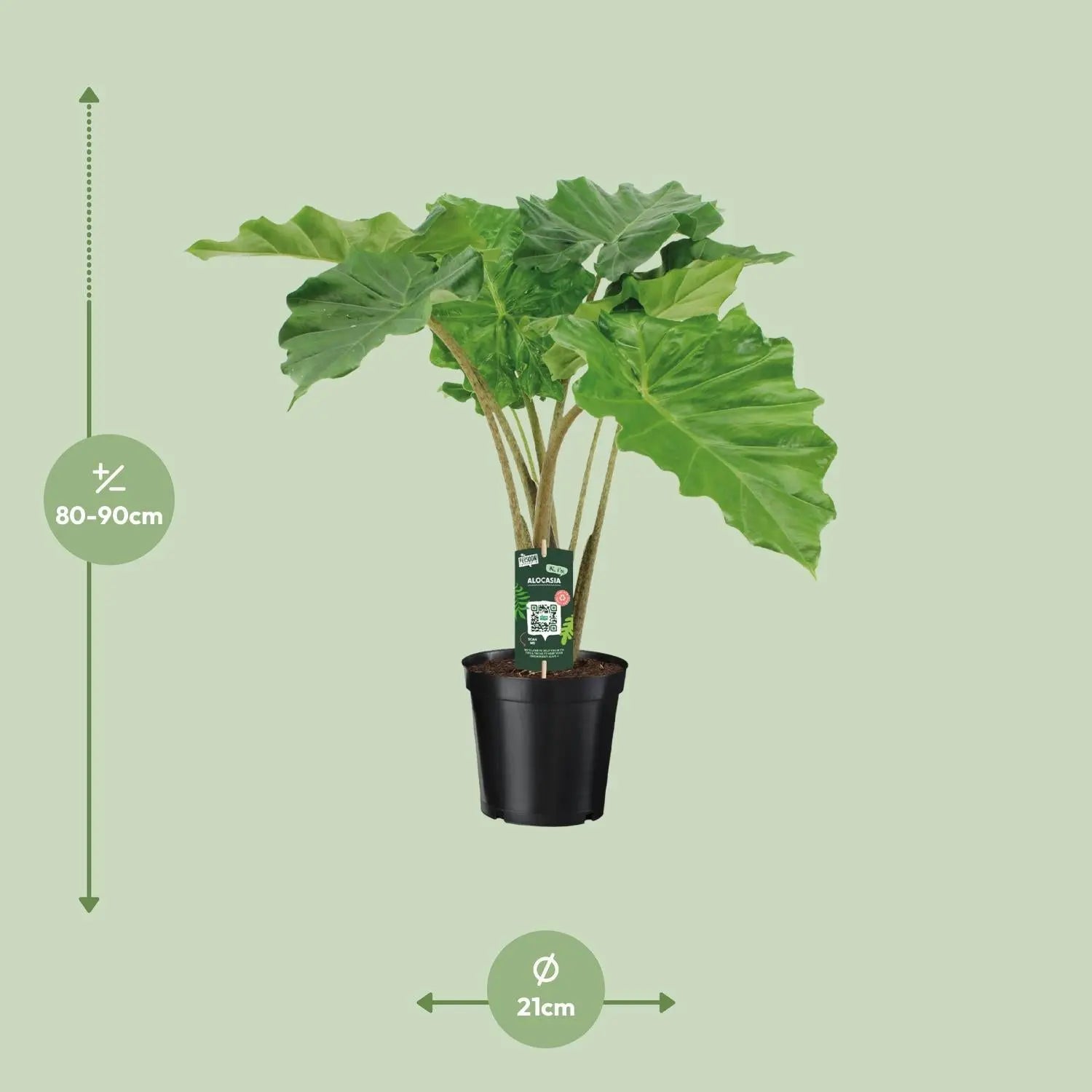 Alocasia Portodora - Elefantenohr - Image