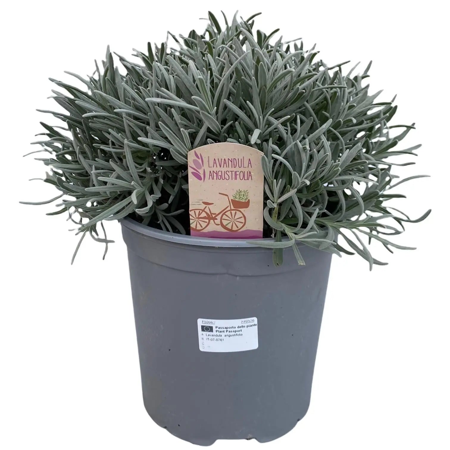 Lavandula - Verschiedene Sorten winterharter Lavendel - Image