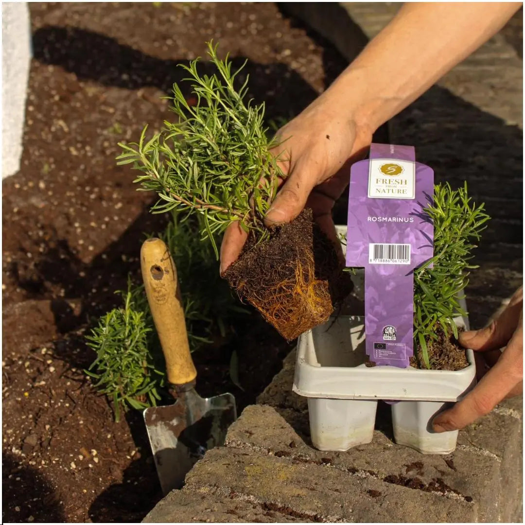Rosmarinus officinalis - Rosmarin 6er-Set (↨25cm・⌀7cm) - Image
