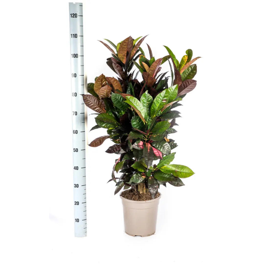 Croton Codiaeum variegatum - Wunderstrauch, Kroton - Image