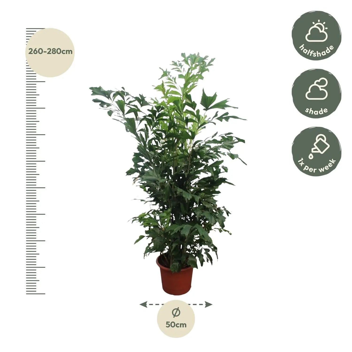 Caryota Mitis - Fischschwanzpalme - Image