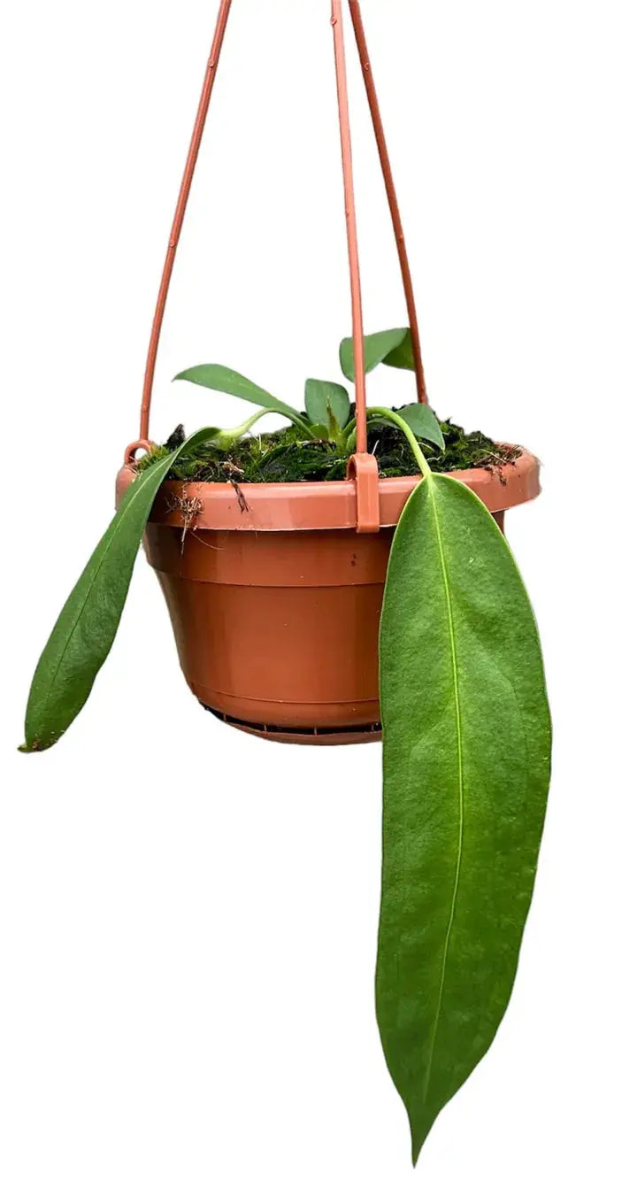 Anthurium - Große Auswahl Flamingoblumen, Anthurien - Image