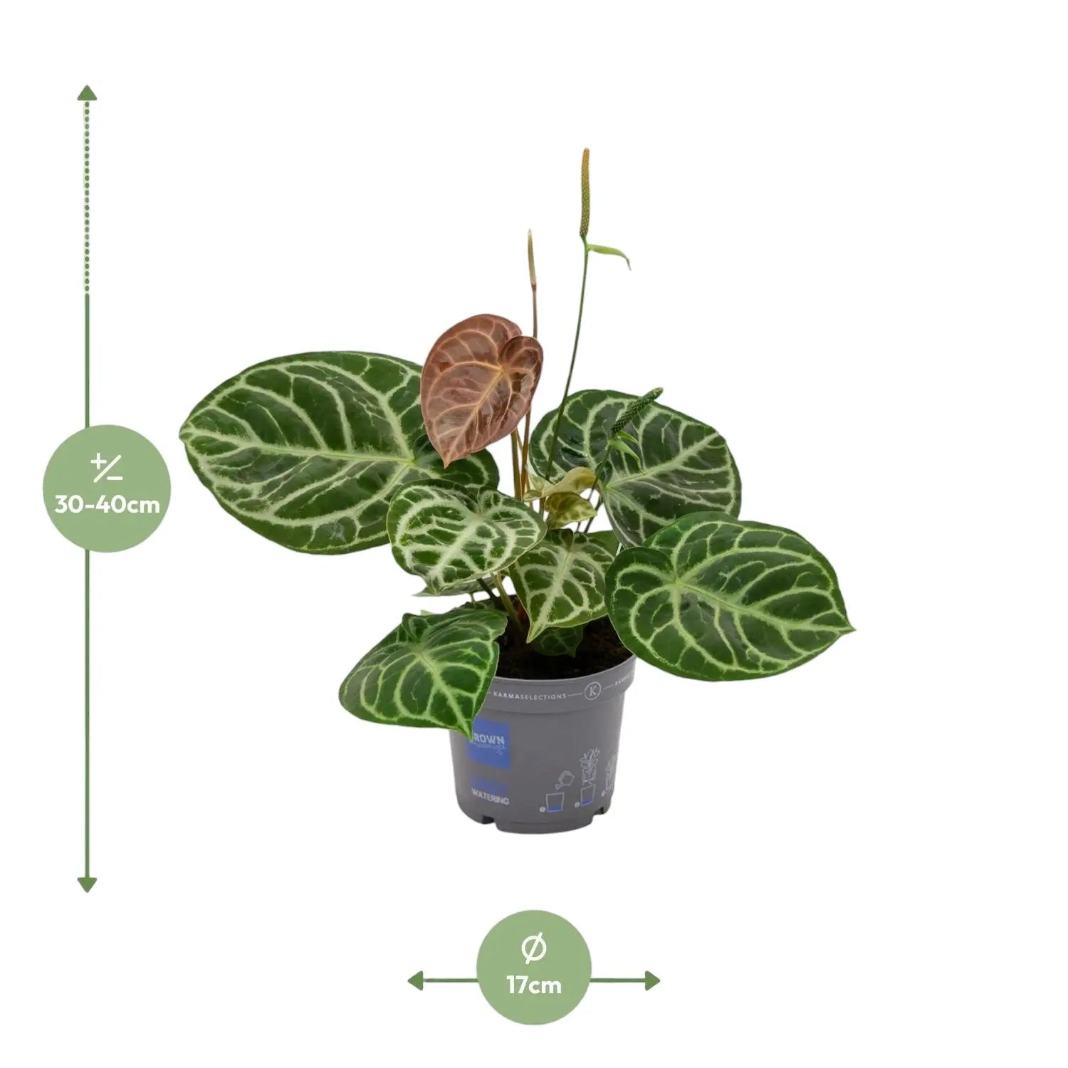 Anthurium - Große Auswahl Flamingoblumen, Anthurien - Image