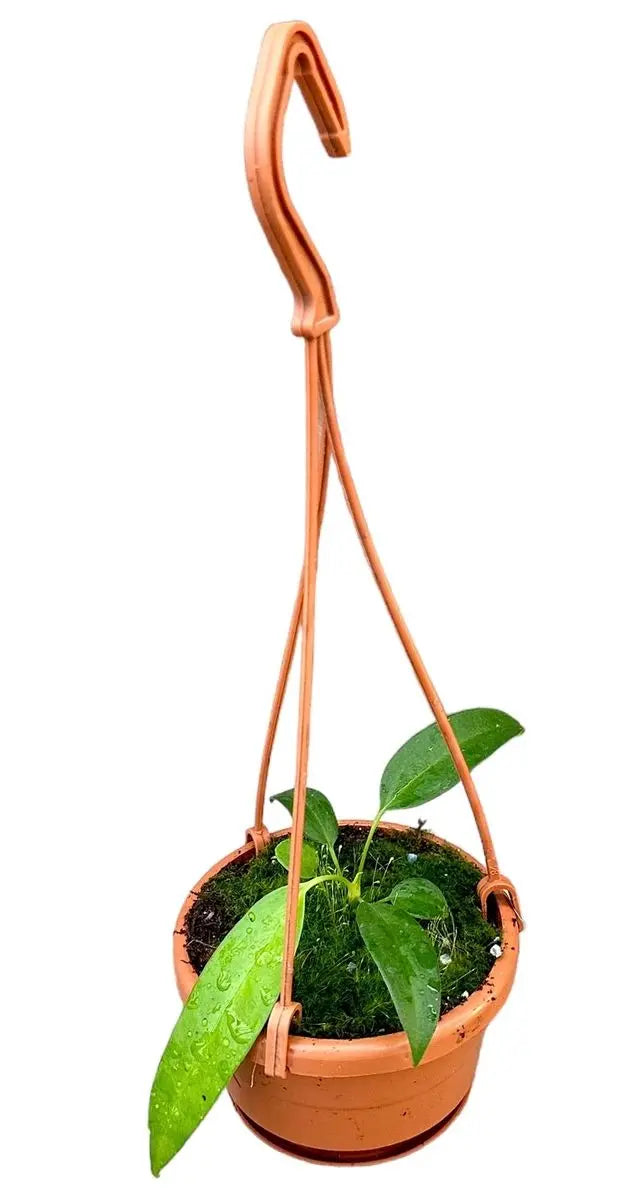 Anthurium - Große Auswahl Flamingoblumen, Anthurien - Image