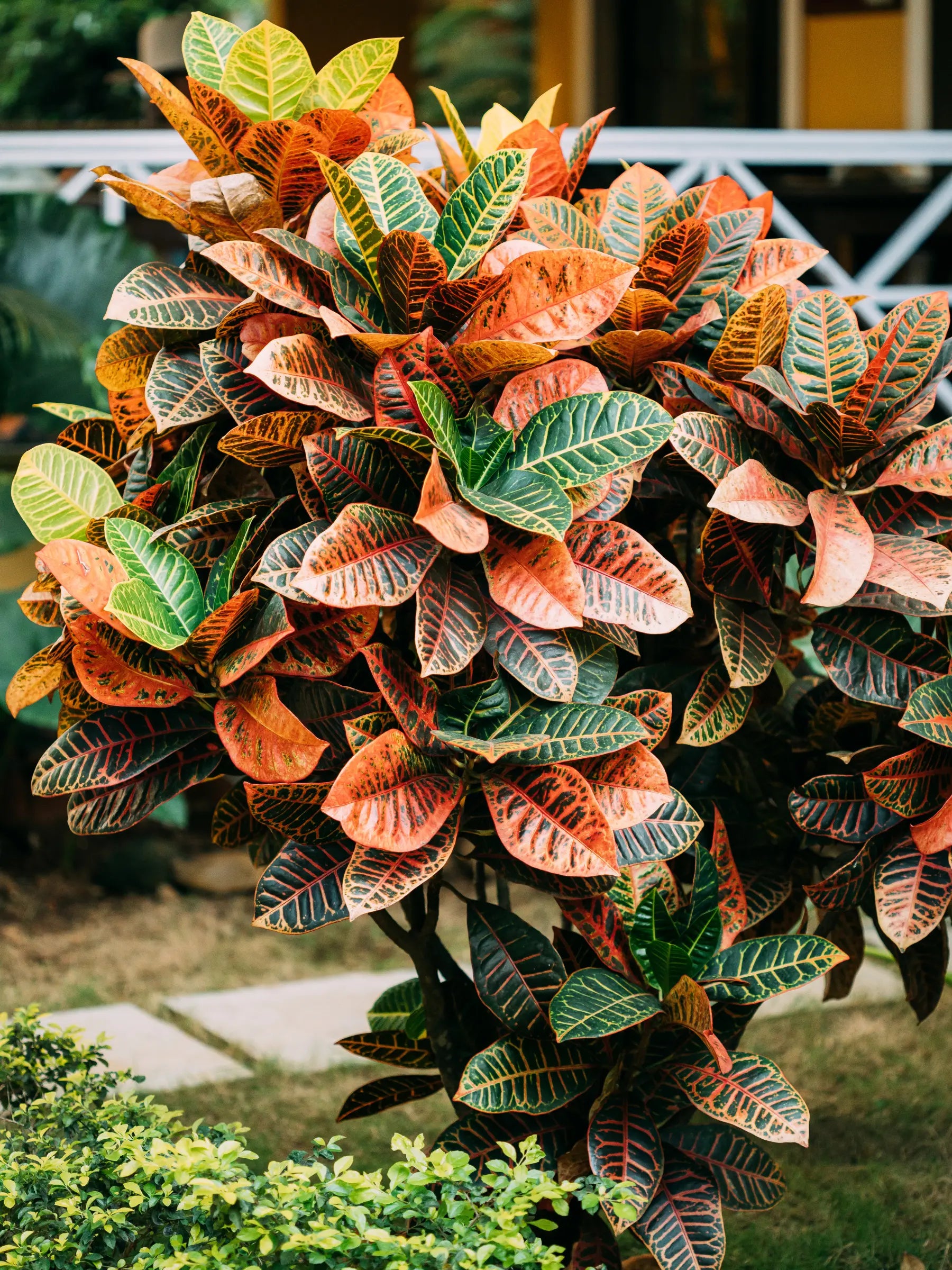 Croton Codiaeum variegatum - Wunderstrauch, Kroton - Image