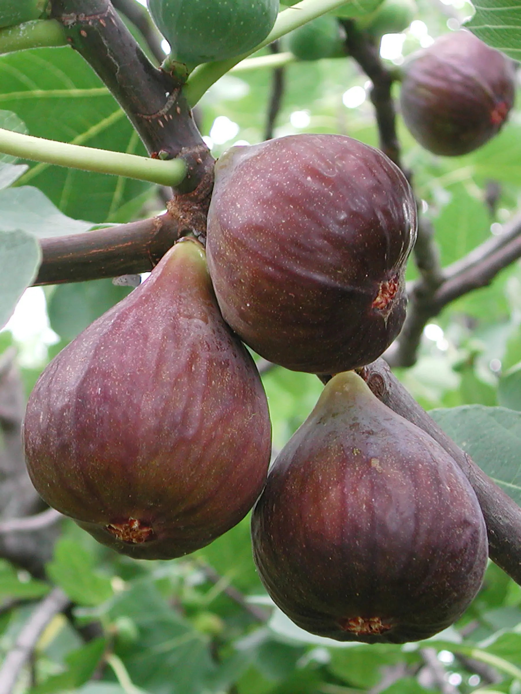 Ficus carica - Winterharte Echte Feige - Image