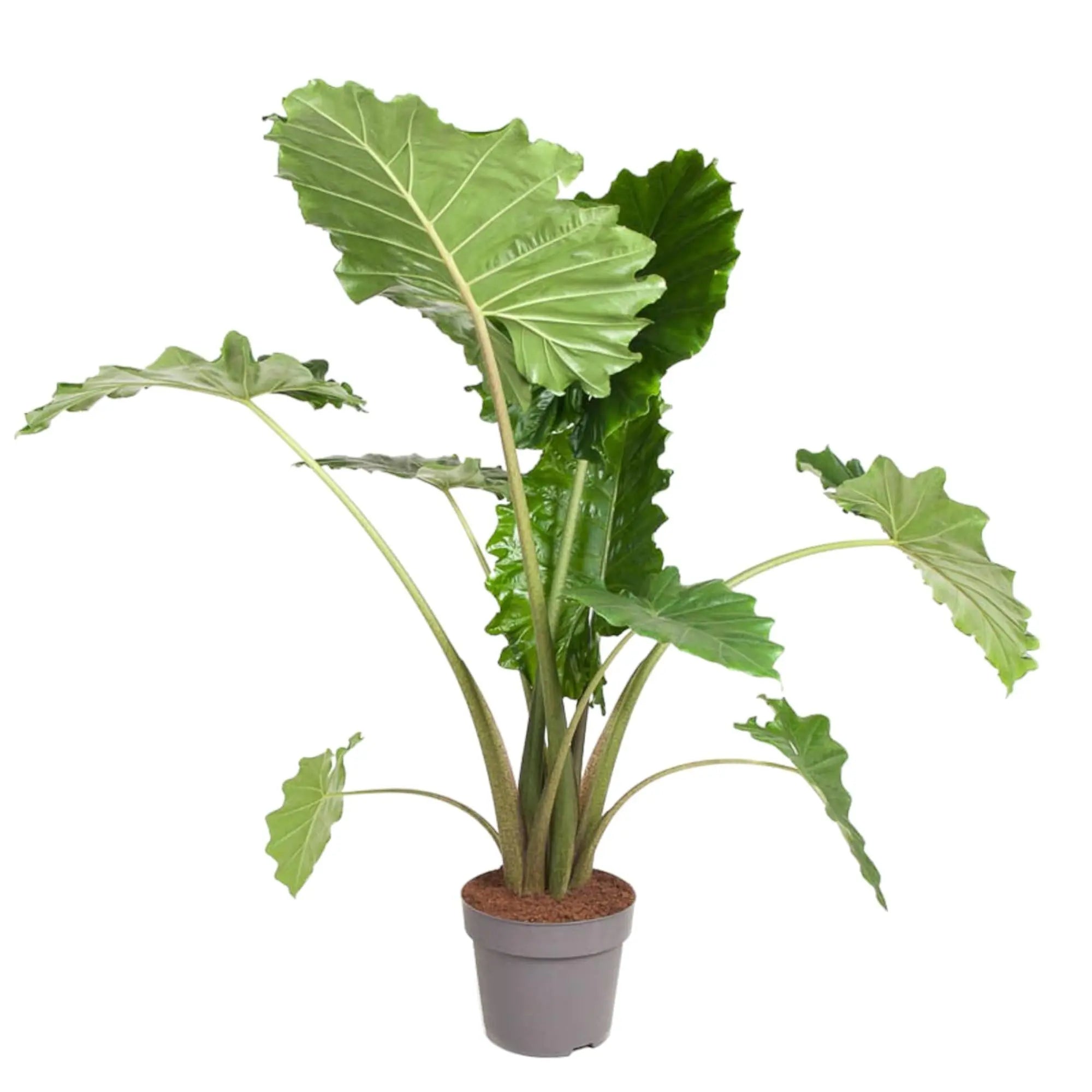Alocasia Portodora - Elefantenohr - Image
