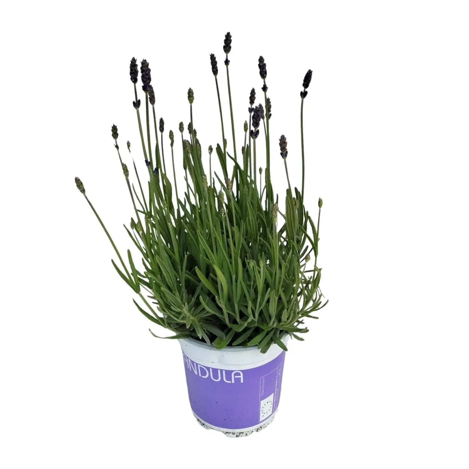 Lavandula - Verschiedene Sorten winterharter Lavendel - Image