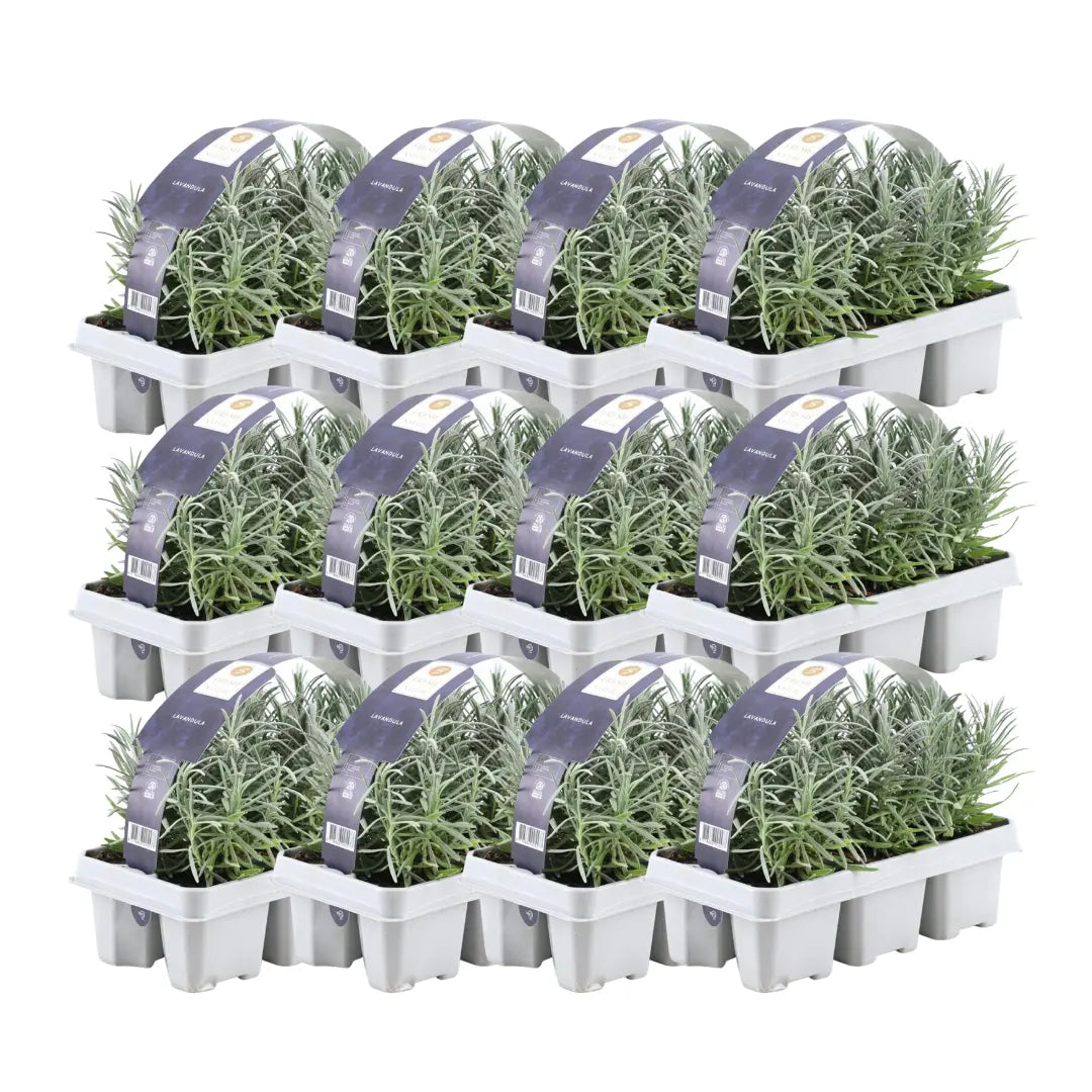 Lavandula - Verschiedene Sorten winterharter Lavendel - Image