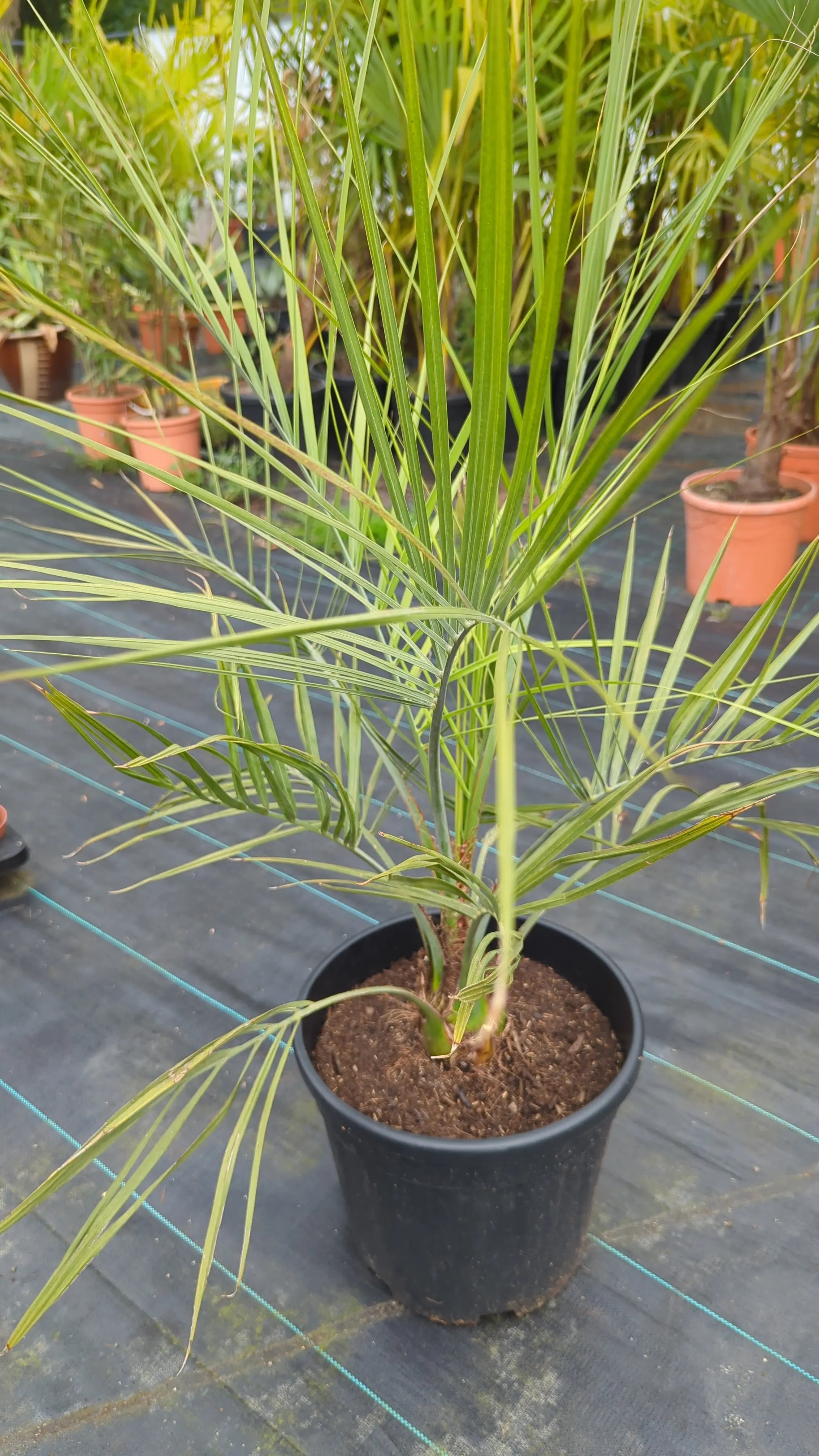 Butia capitata var. odarata - Geleepalme - Image