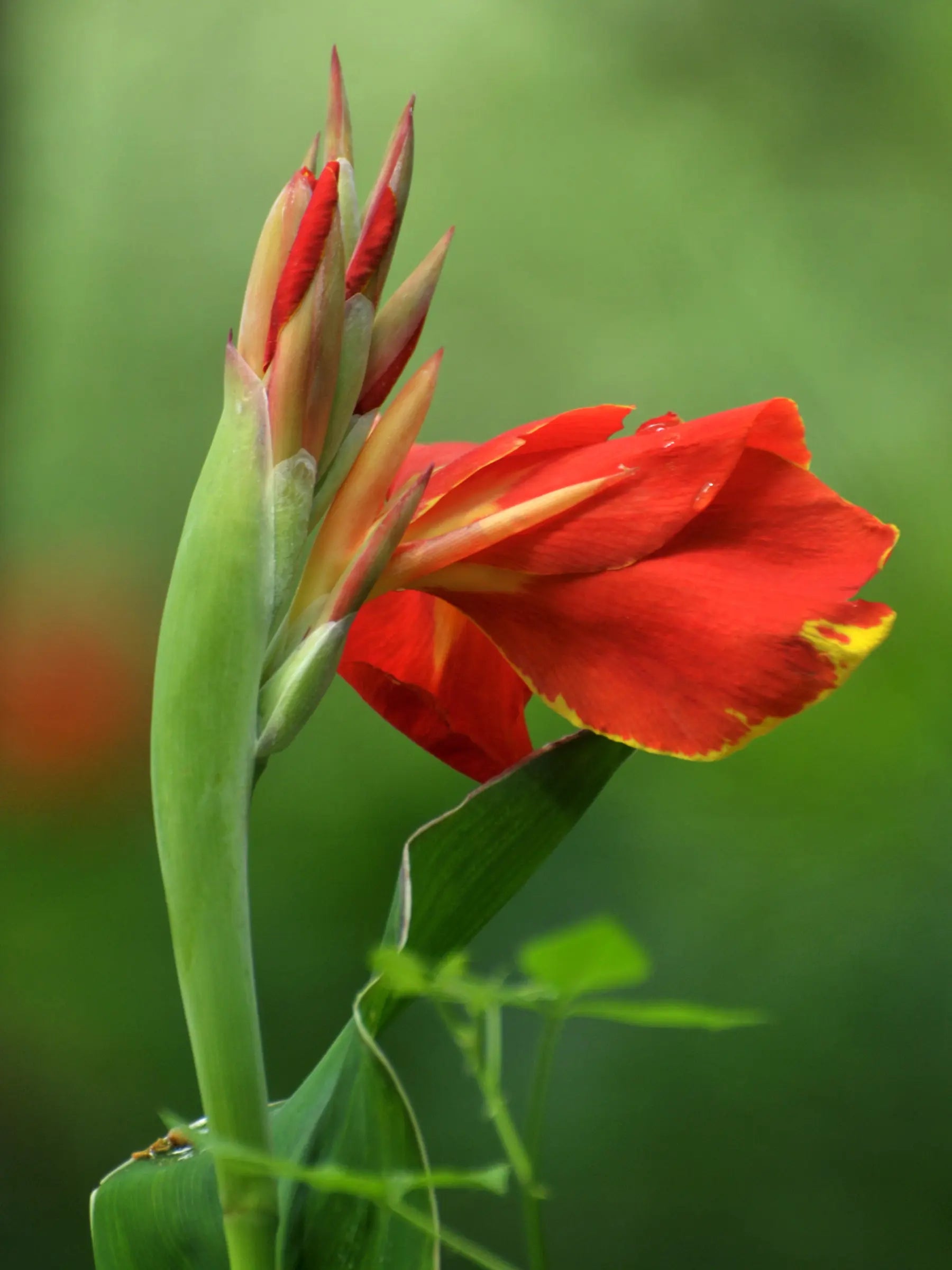 Canna indica - Indisches Blumenrohr - Image