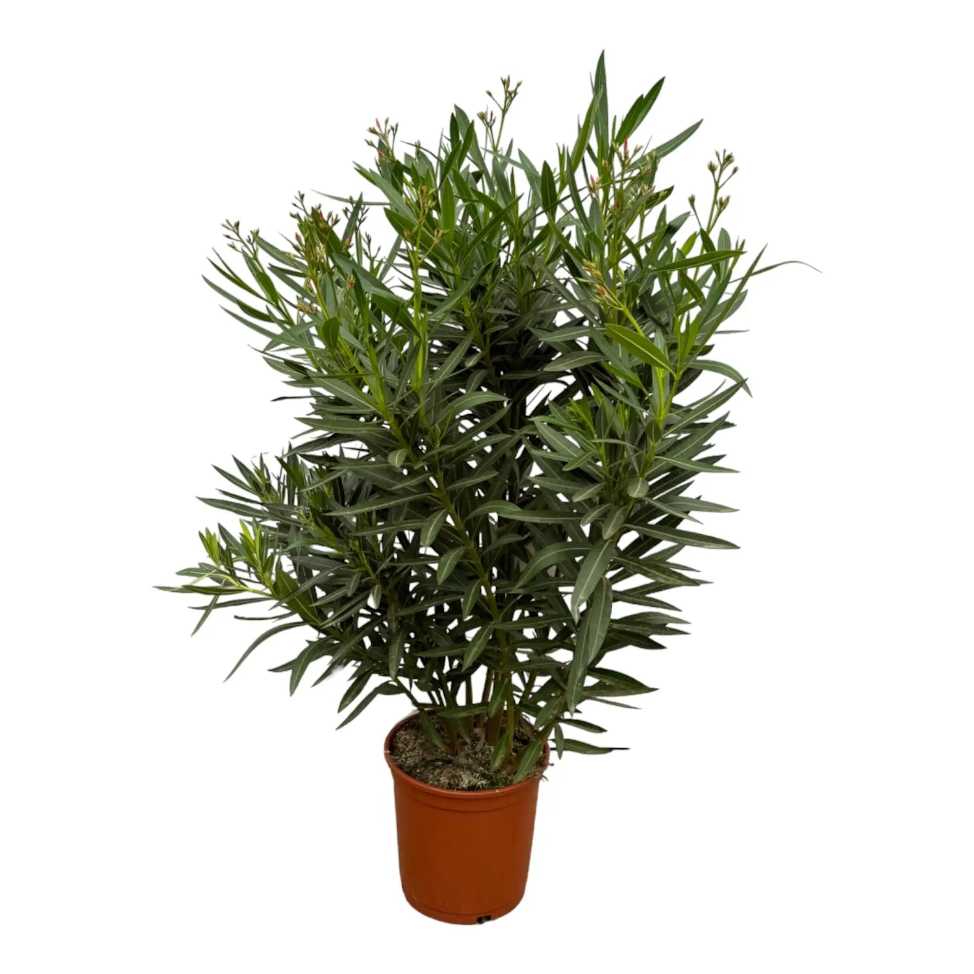 Nerium Oleander - Rosenlorbeer - Image