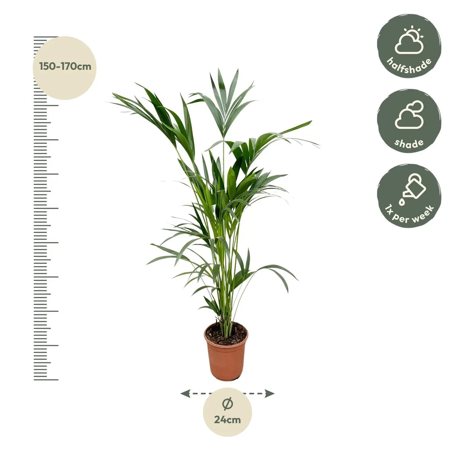 Howea forsteriana - Kentiapalme - Image