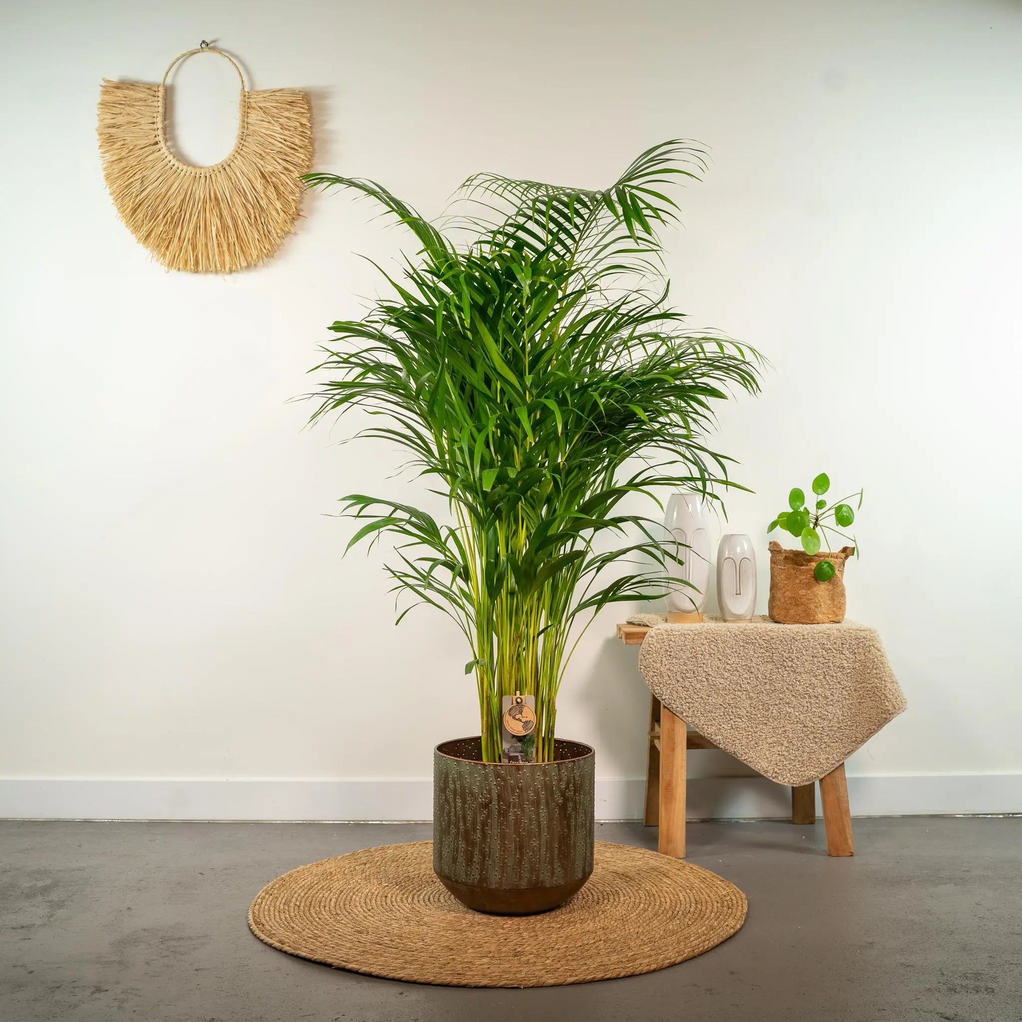 Dypsis lusescens - Goldfruchtpalme (↨130cm・⌀24cm) - Image