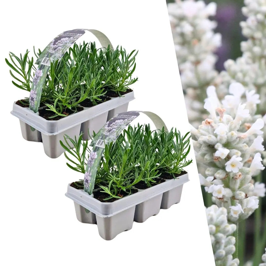 Lavandula - Verschiedene Sorten winterharter Lavendel - Image