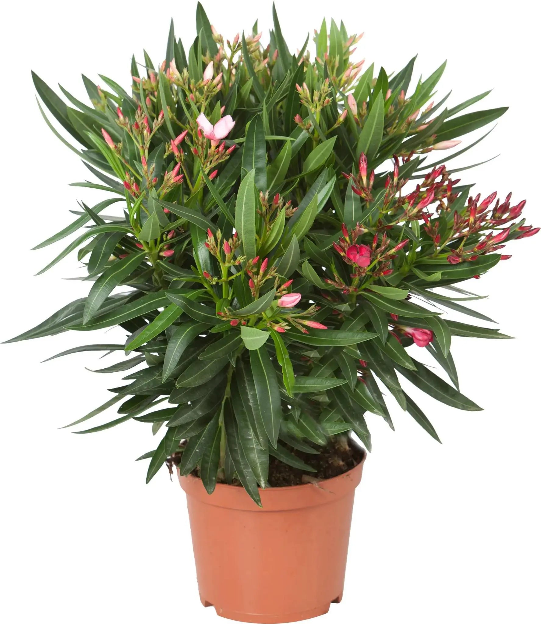 Nerium Oleander - Rosenlorbeer - Image 