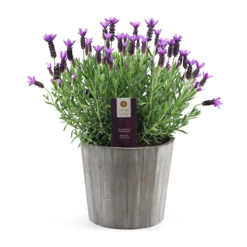Lavandula - Verschiedene Sorten winterharter Lavendel - Image