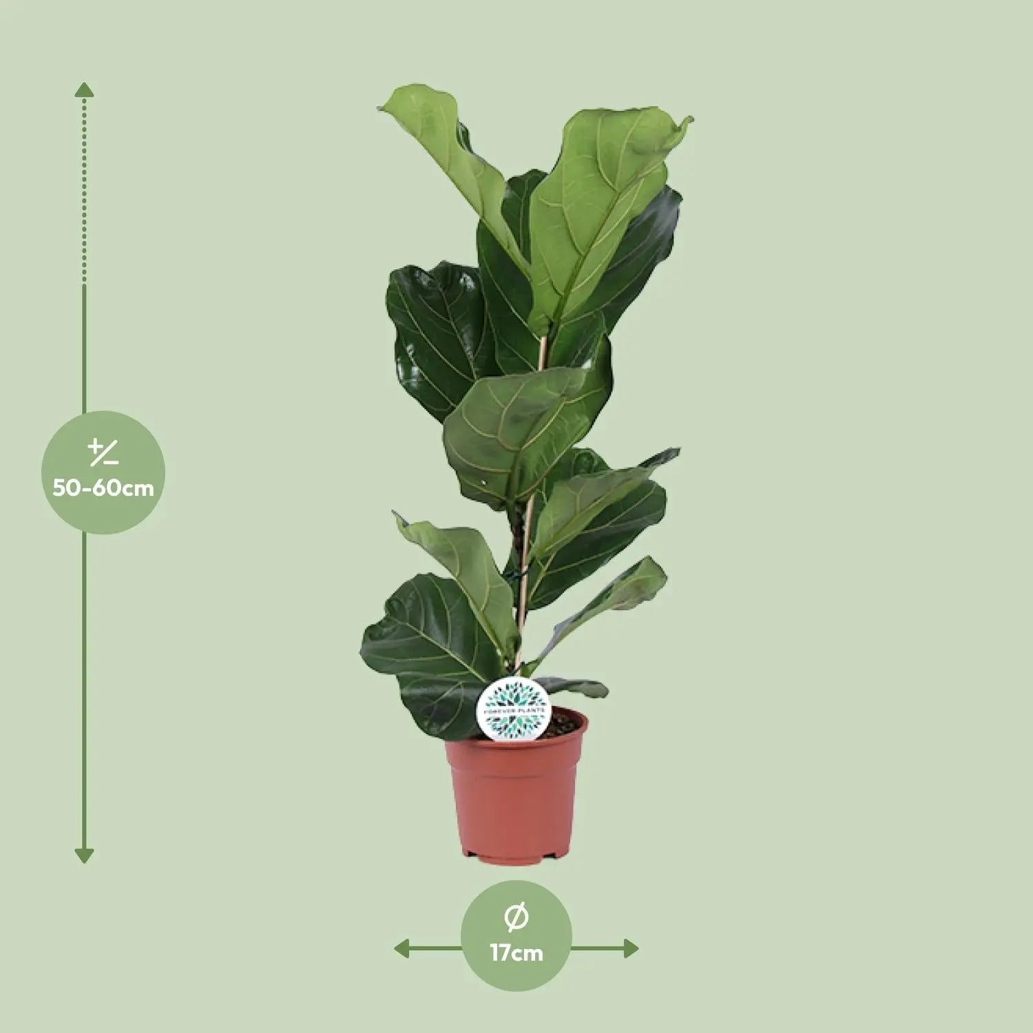 Ficus lyrata - Geigenfeige - Image