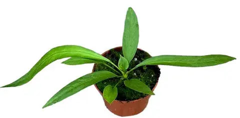 Anthurium - Große Auswahl Flamingoblumen, Anthurien - Image