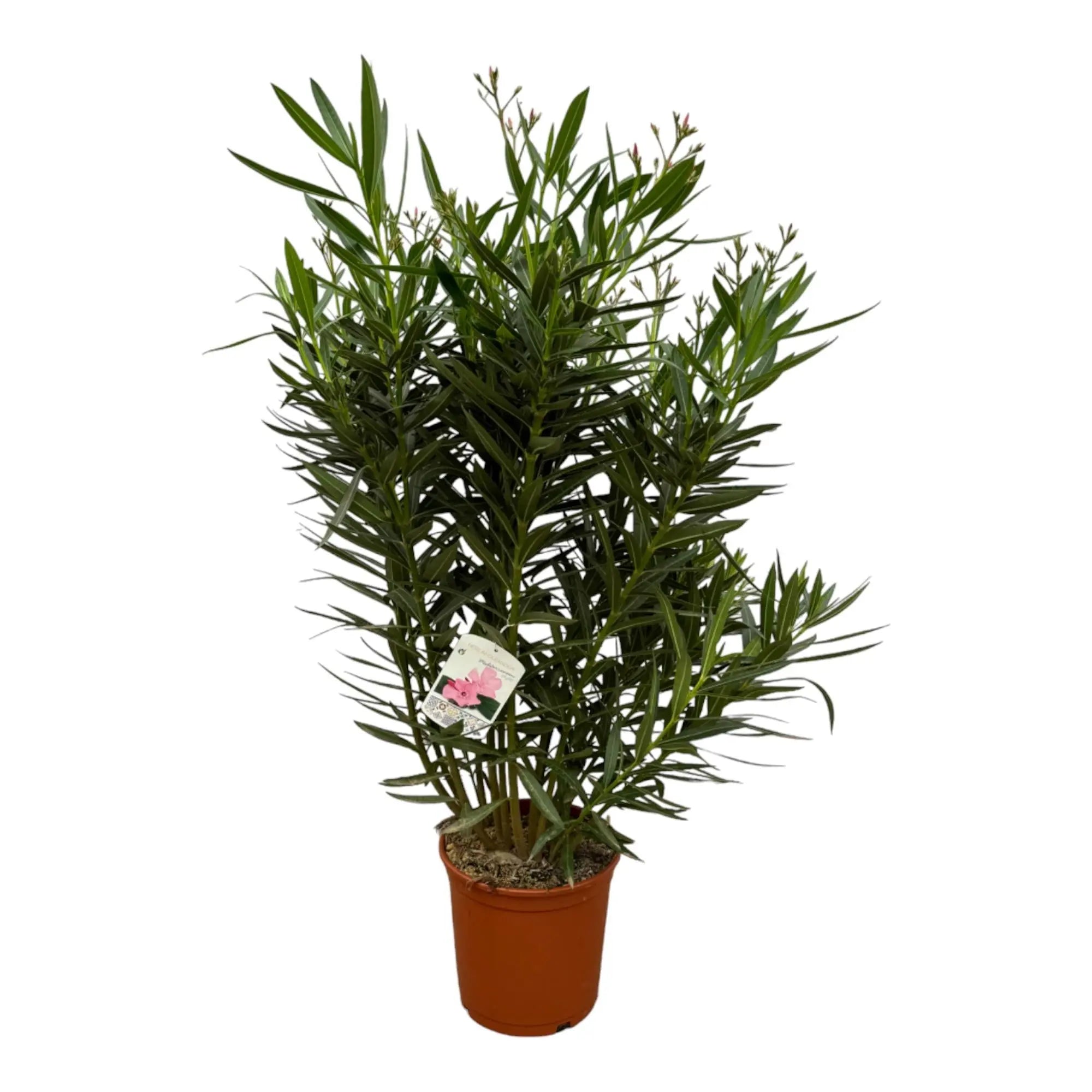 Nerium Oleander - Rosenlorbeer - Image