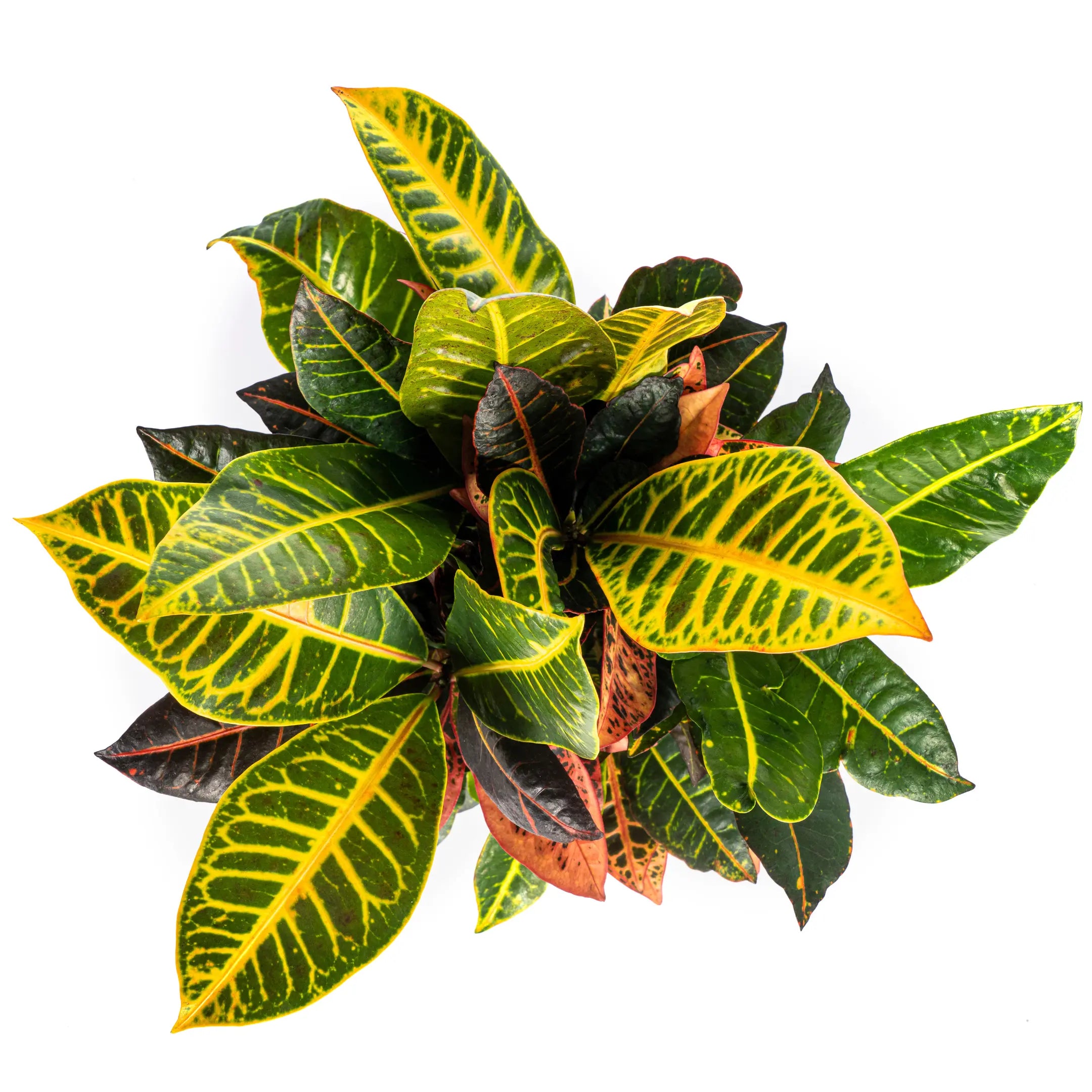 Croton Codiaeum variegatum - Wunderstrauch, Kroton - Image