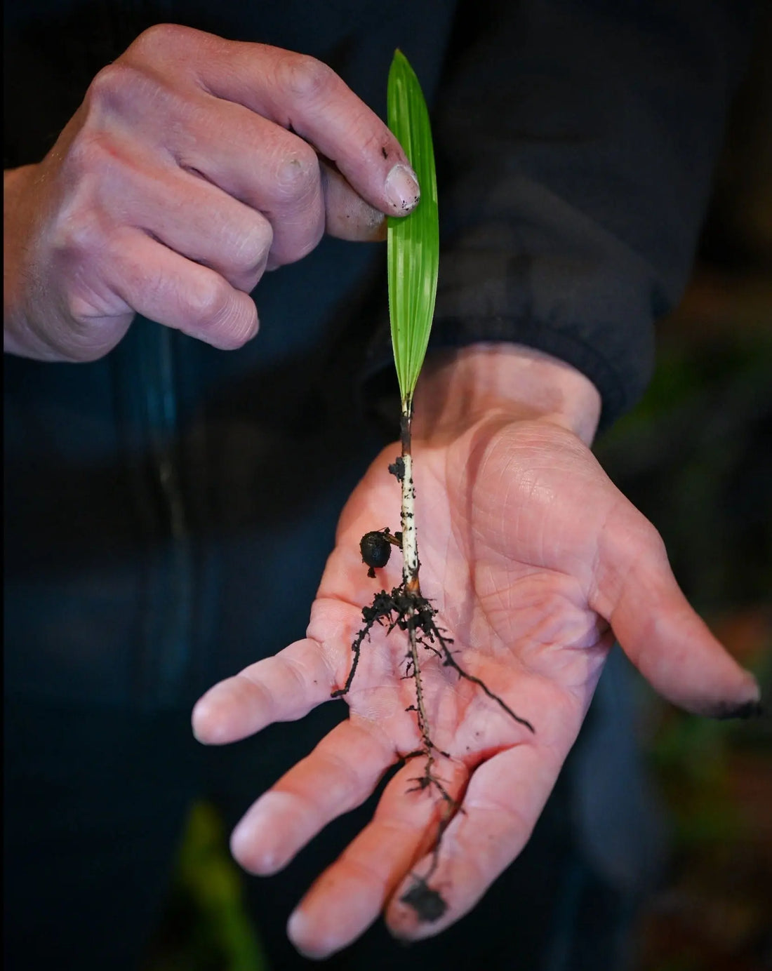Trachycarpus fortunei - Chinesische Hanfpalme Jungpflanzen aus Freilandzucht - Image