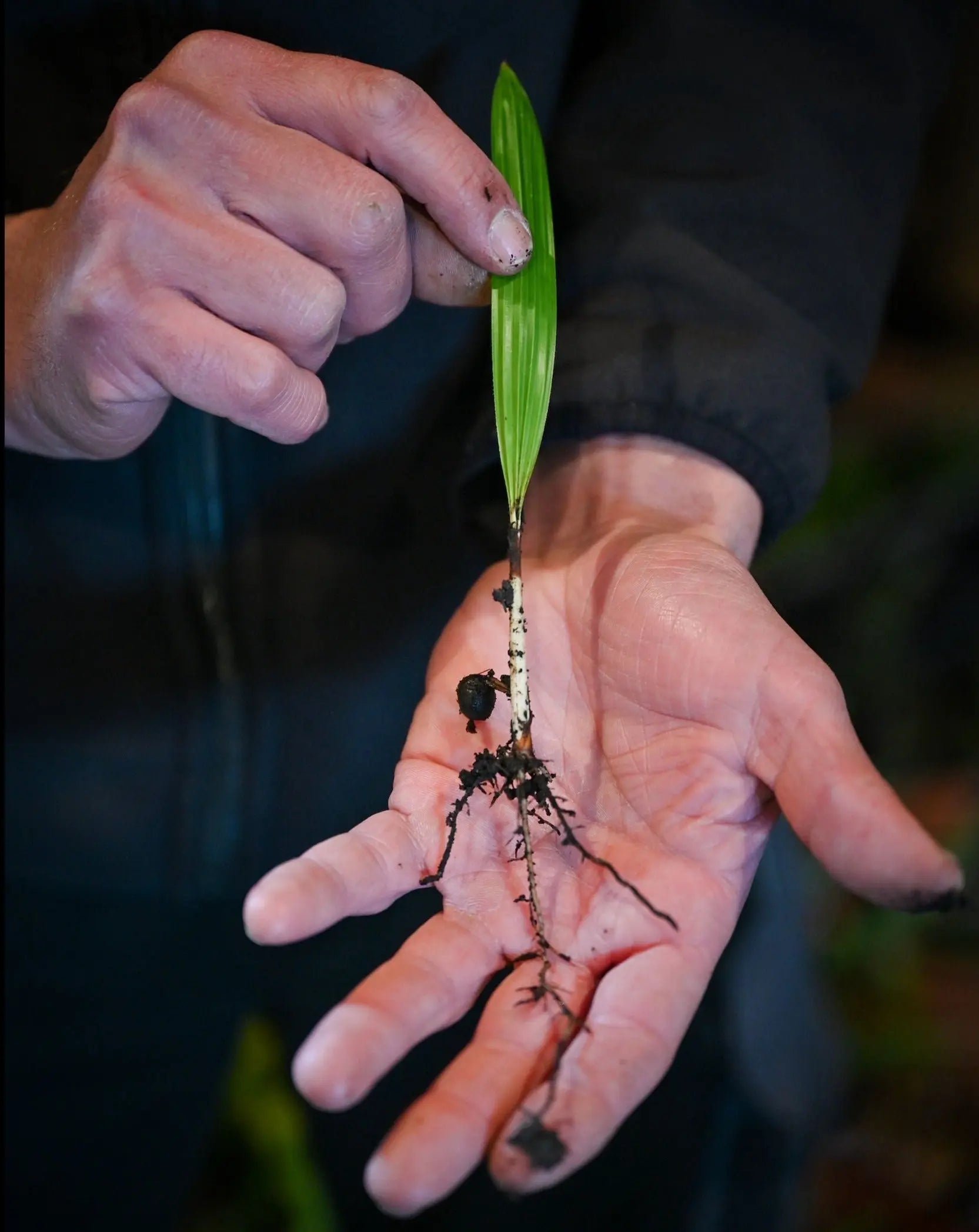 Trachycarpus fortunei - Chinesische Hanfpalme Jungpflanzen aus Freilandzucht - Image