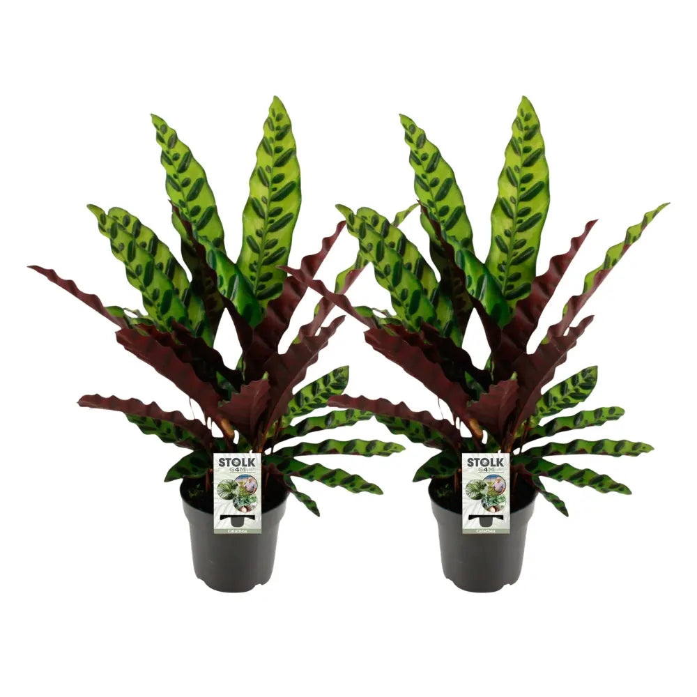 Calathea - Korbmarante - Image