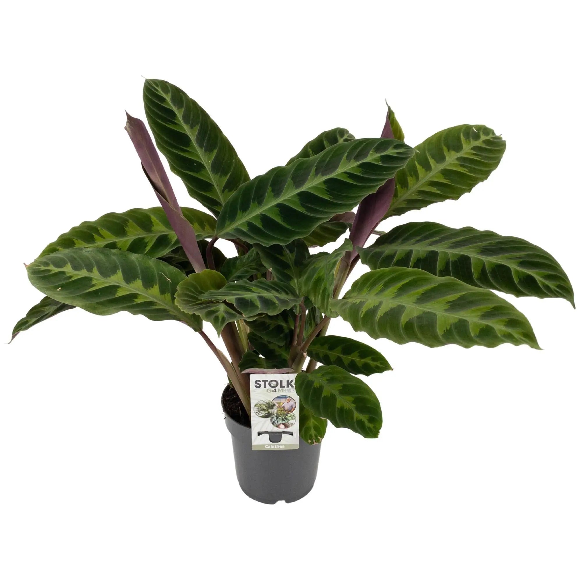 Calathea - Korbmarante - Image