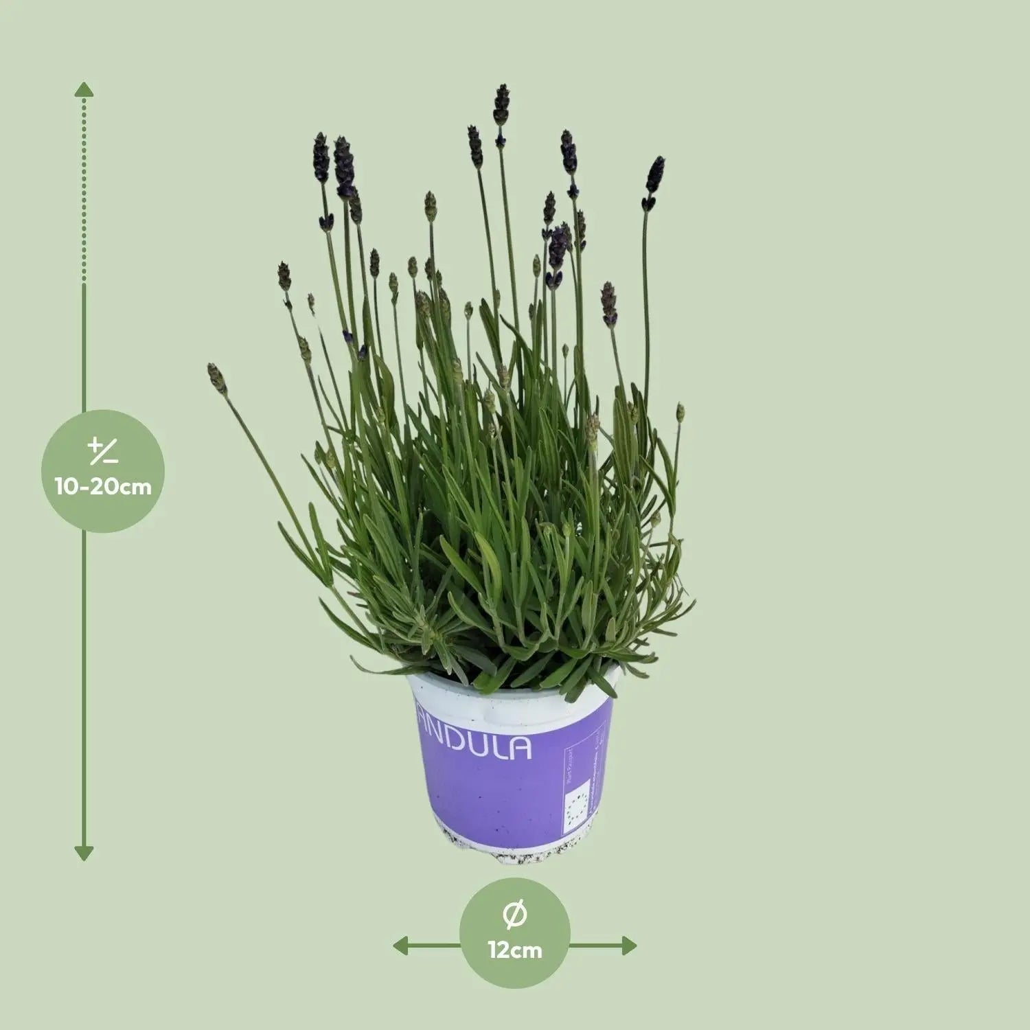 Lavandula - Verschiedene Sorten winterharter Lavendel - Image