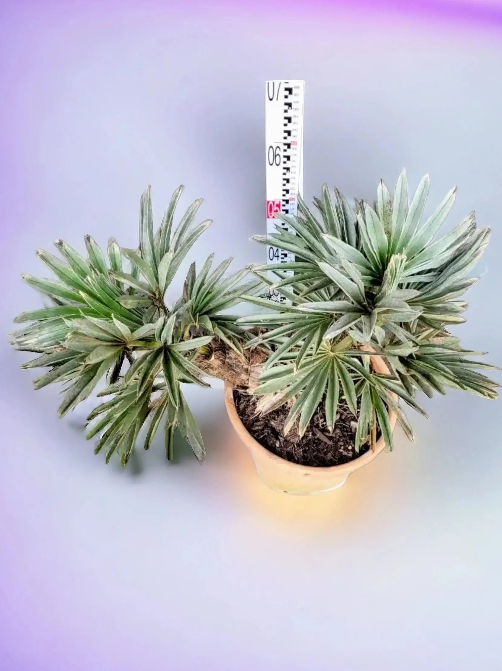 Trithrinax campestris - Blaue Nadelpalme - Image