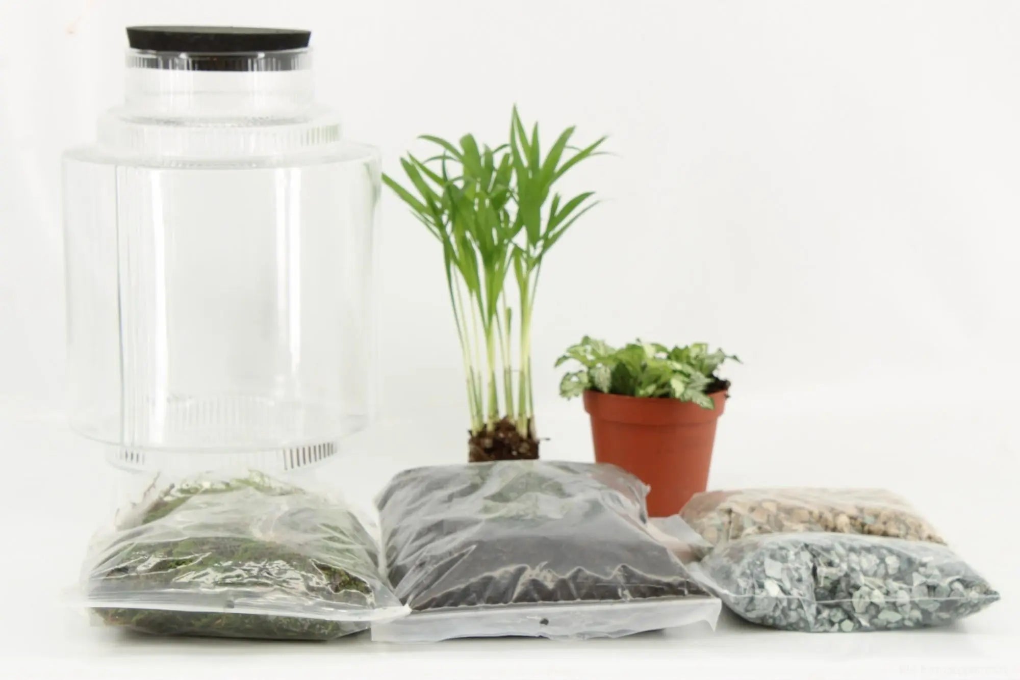 Pflanzenterrarium - Pflanzen und Zubehör für Terrarien - Image