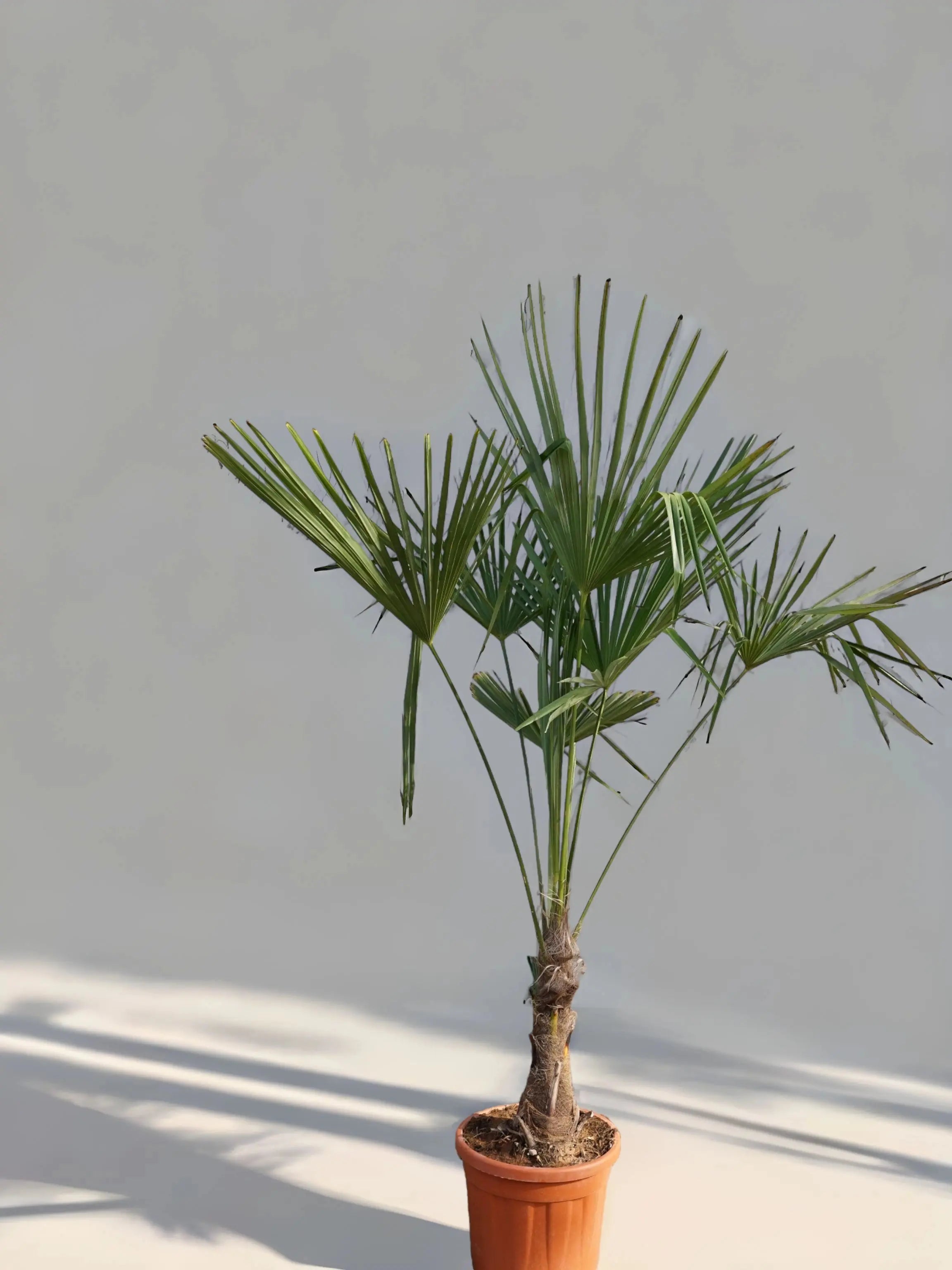 Trachycarpus fortunei - Chinesische Hanfpalme aus Freilandzucht - Image