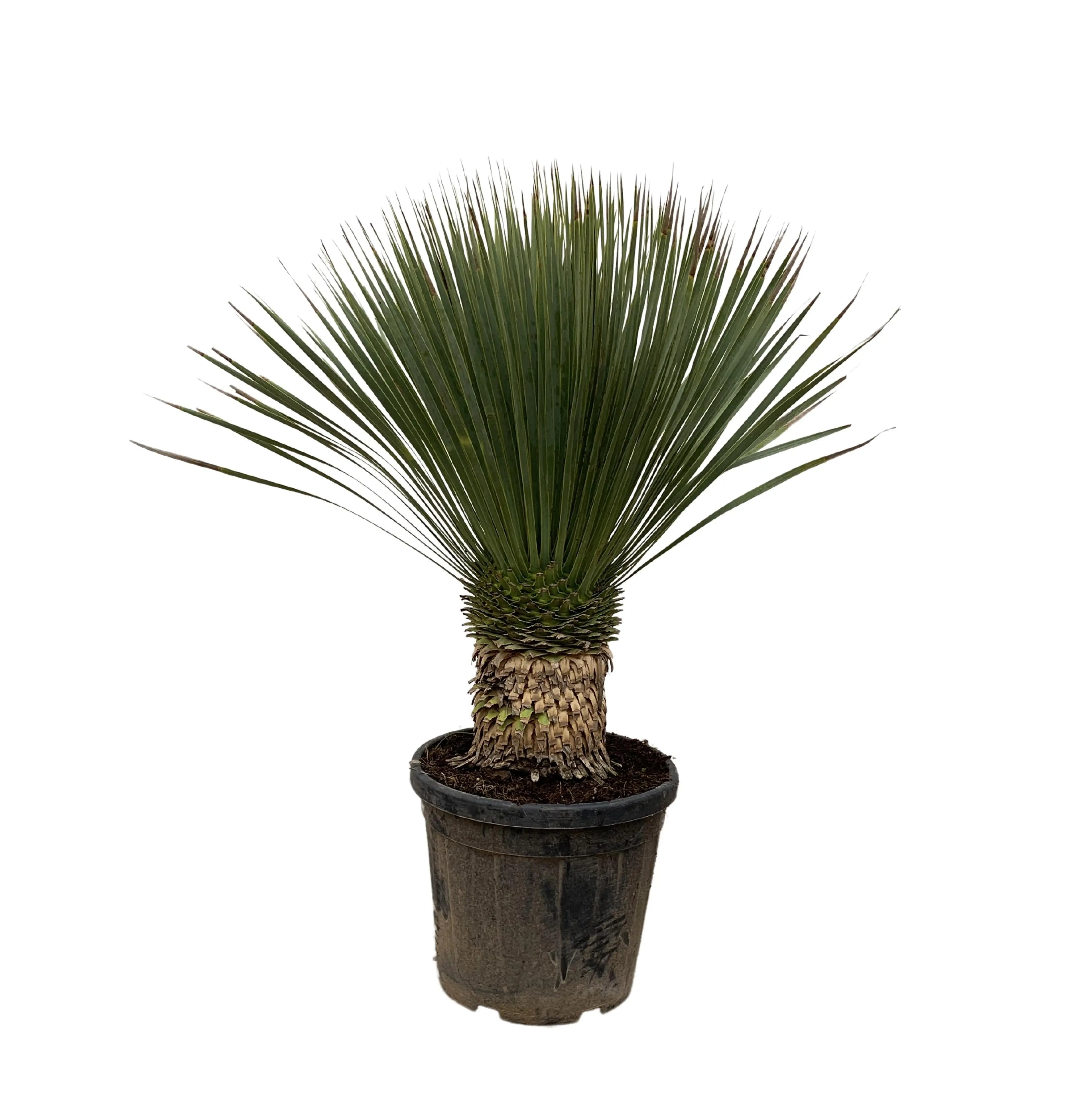 Yucca rostrata - Blaublättrige Palmlilie - Image