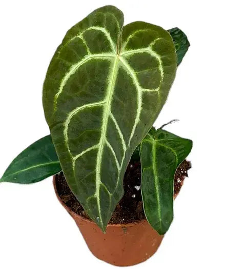 Anthurium - Große Auswahl Flamingoblumen, Anthurien - Image