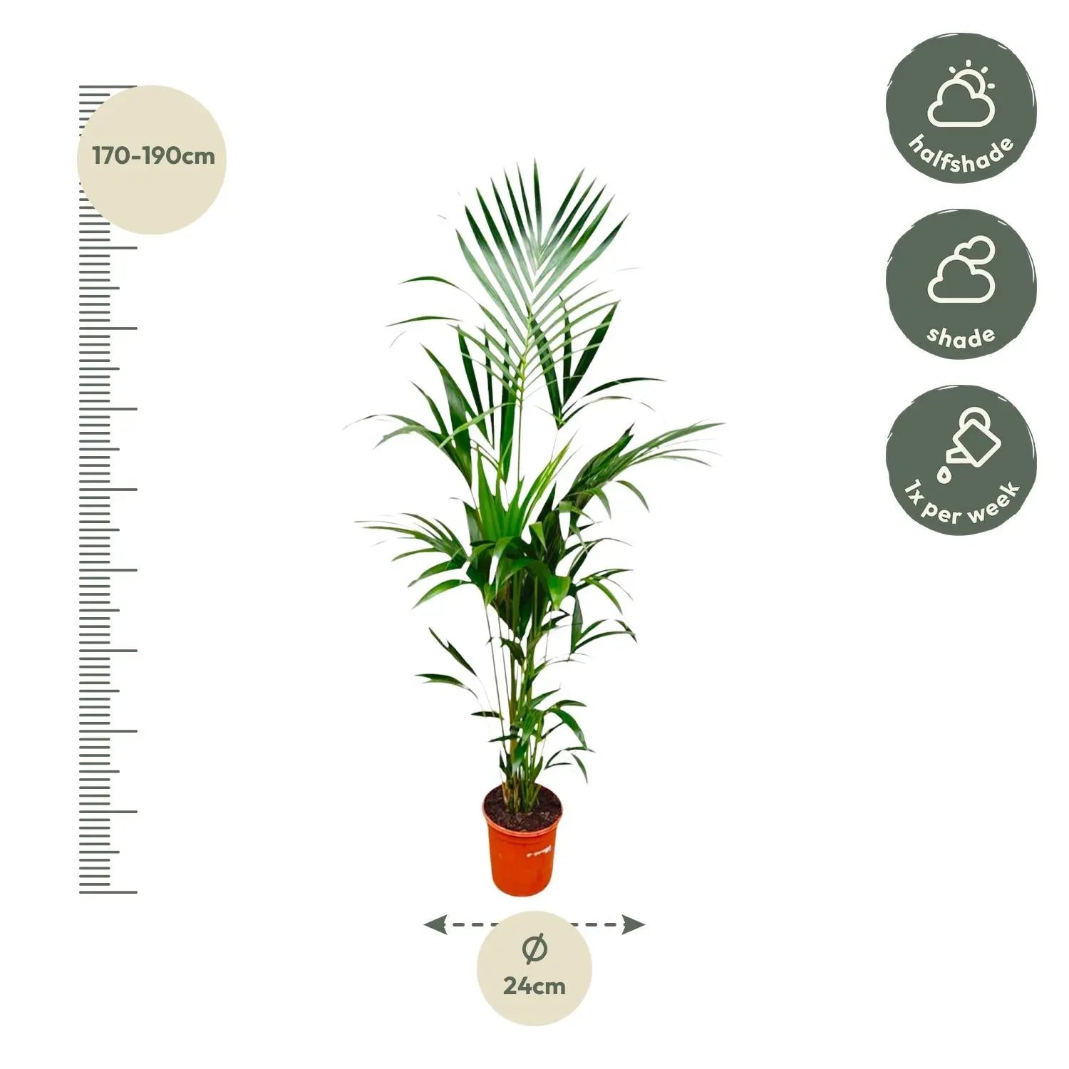 Howea forsteriana - Kentiapalme - Image