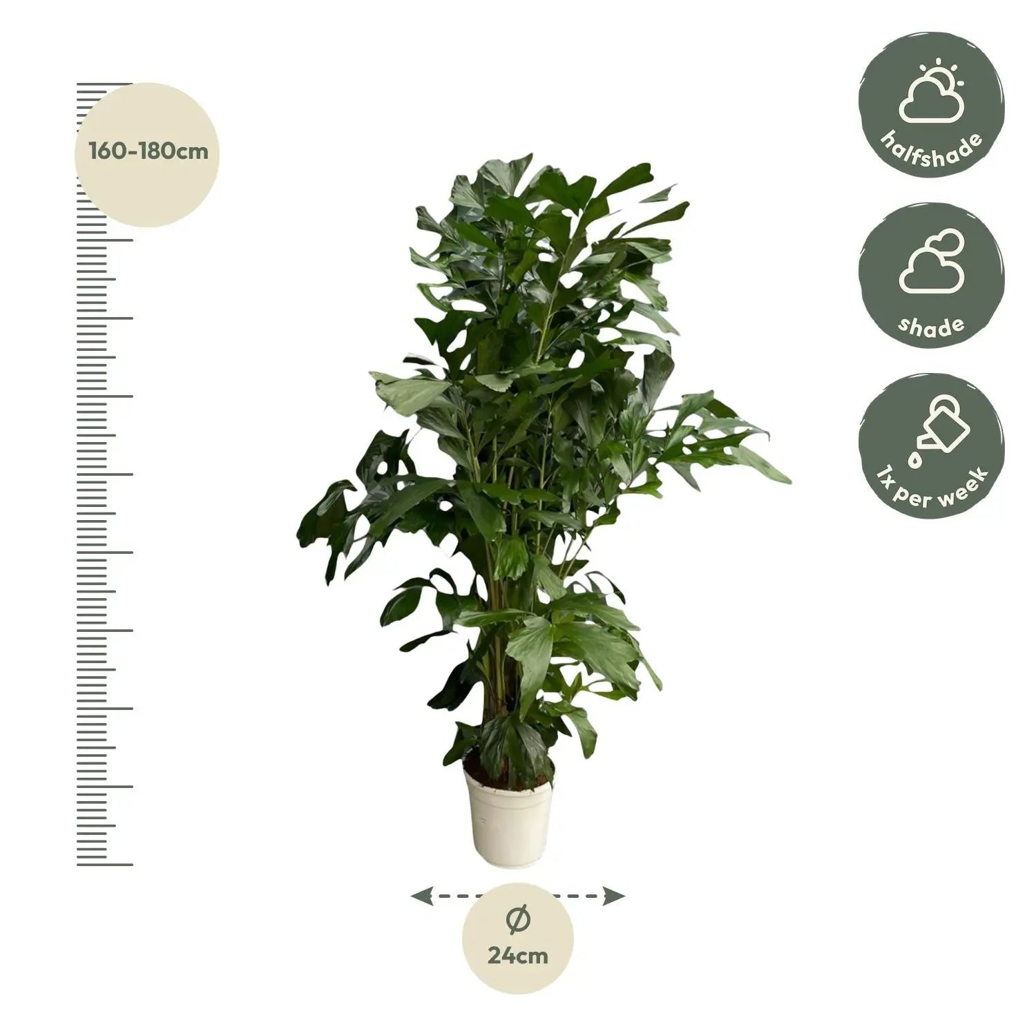 Caryota Mitis - Fischschwanzpalme - Image