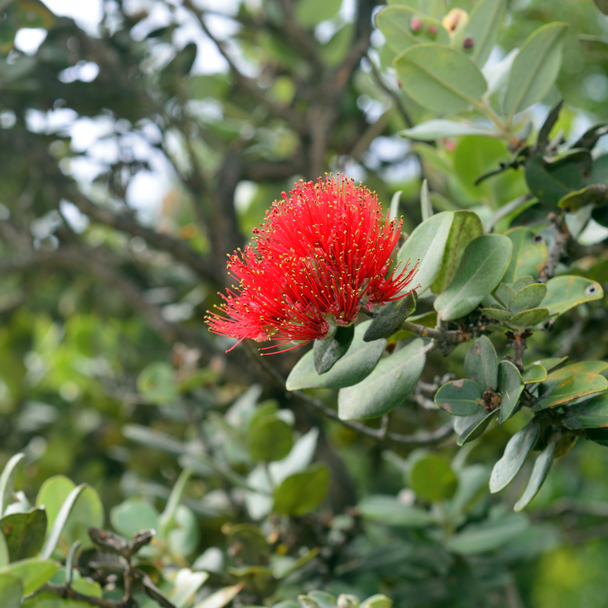 Metrosideros excelsa - Neuseeländischer Weihnachtsbaum Eisenholzbaum