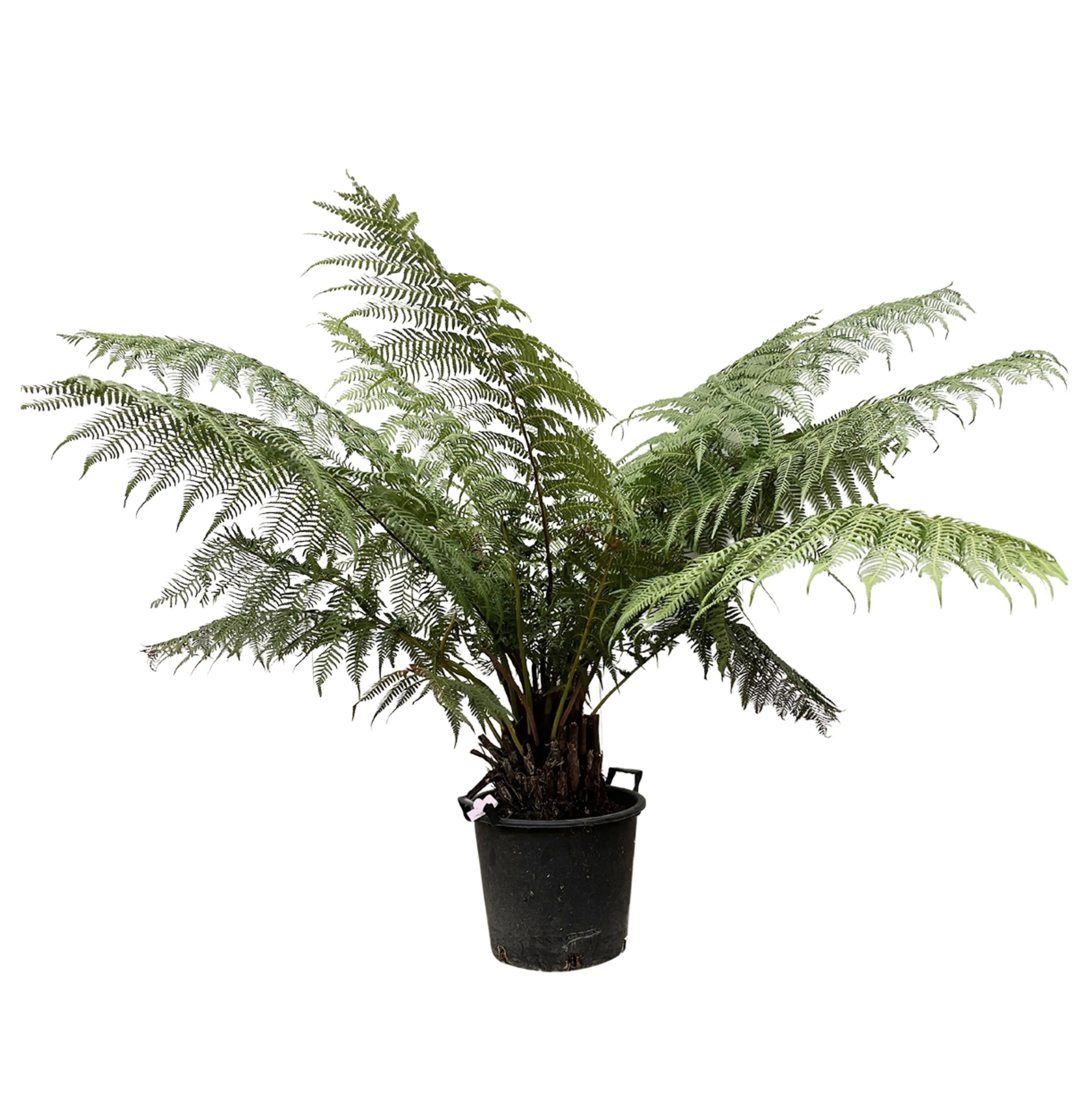 Dicksonia Antarctica - Antarktischer Baumfarn - Image