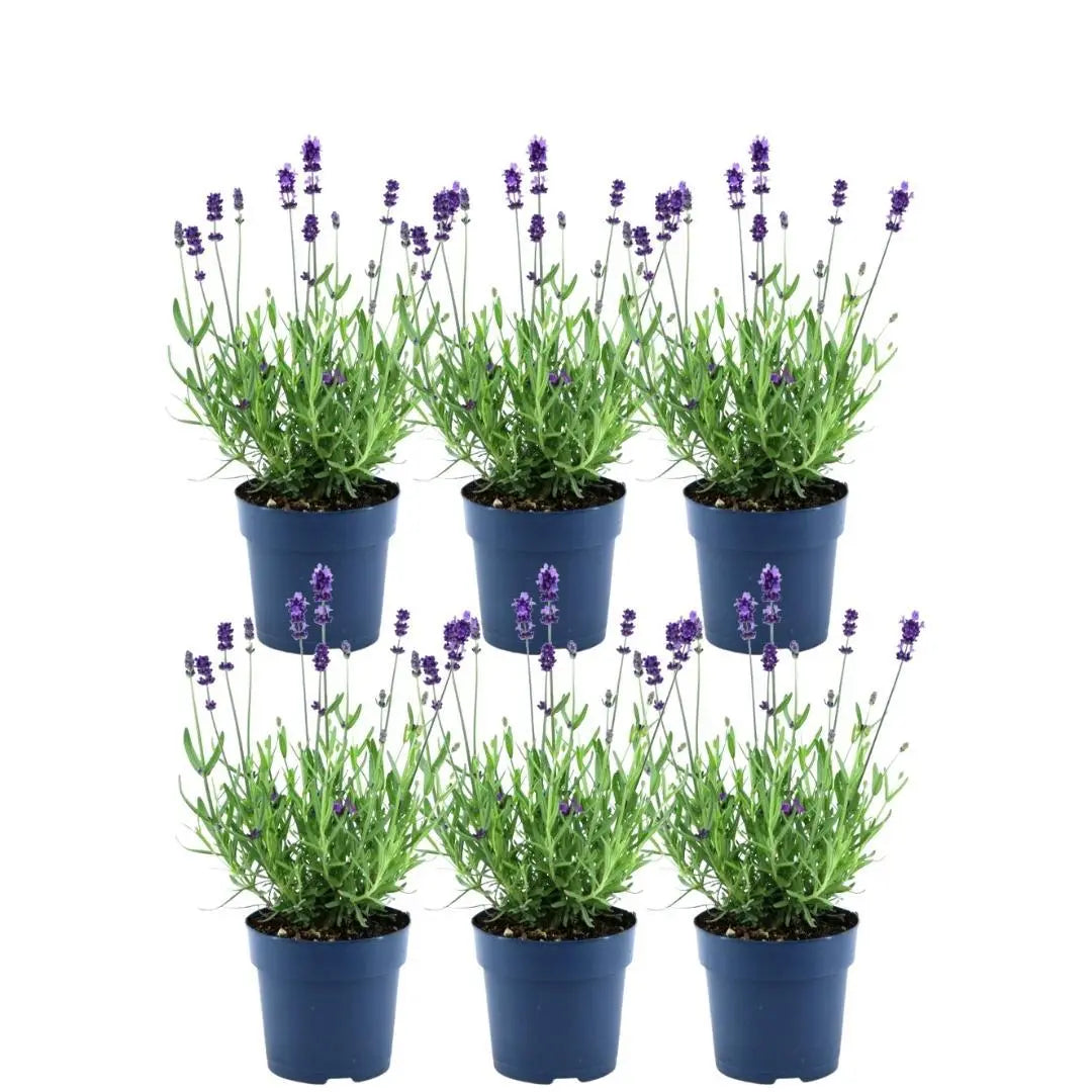 Lavandula - Verschiedene Sorten winterharter Lavendel - Image
