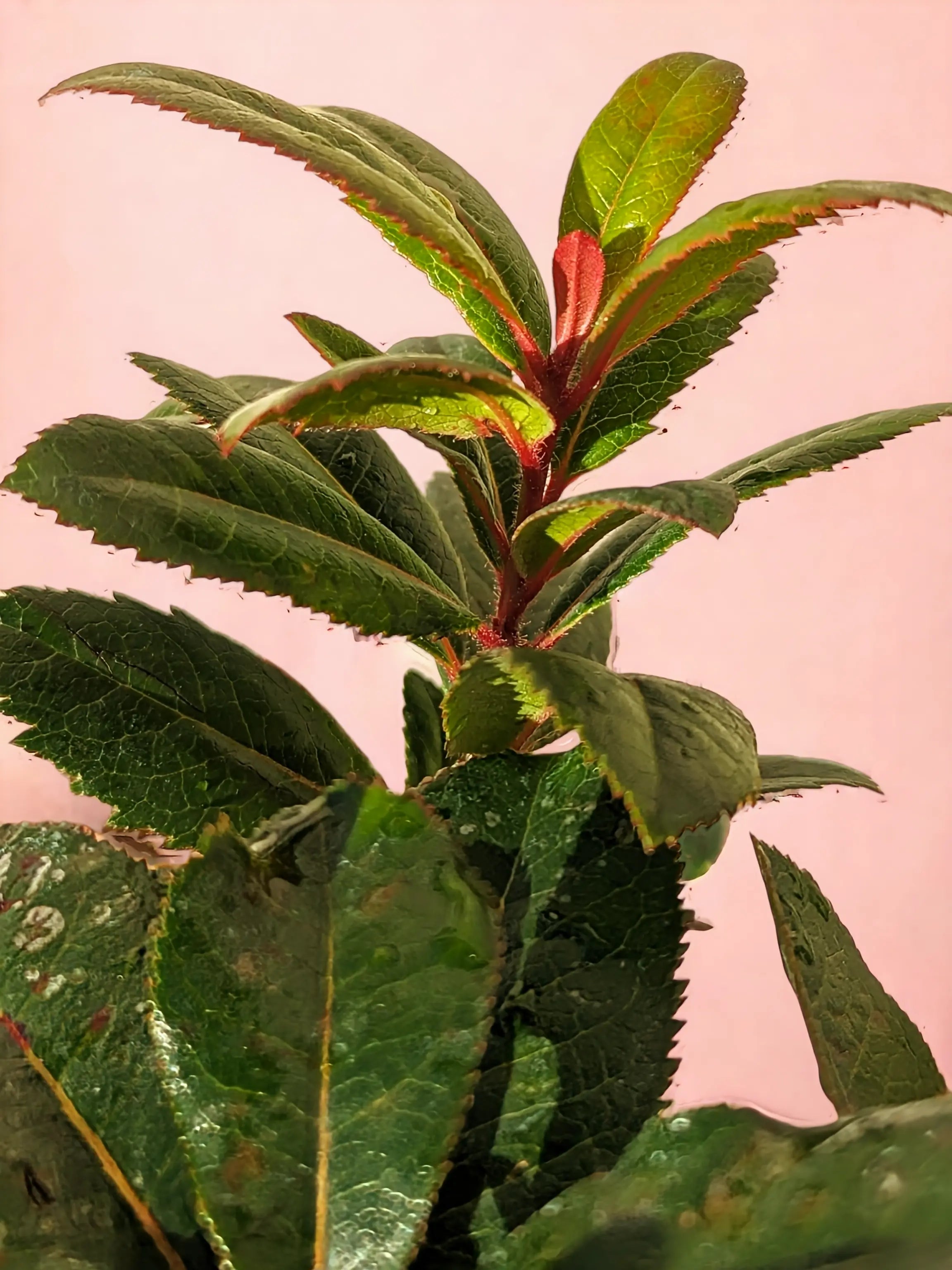 Arbutus unedo - Westlicher Erdbeerbaum - Image