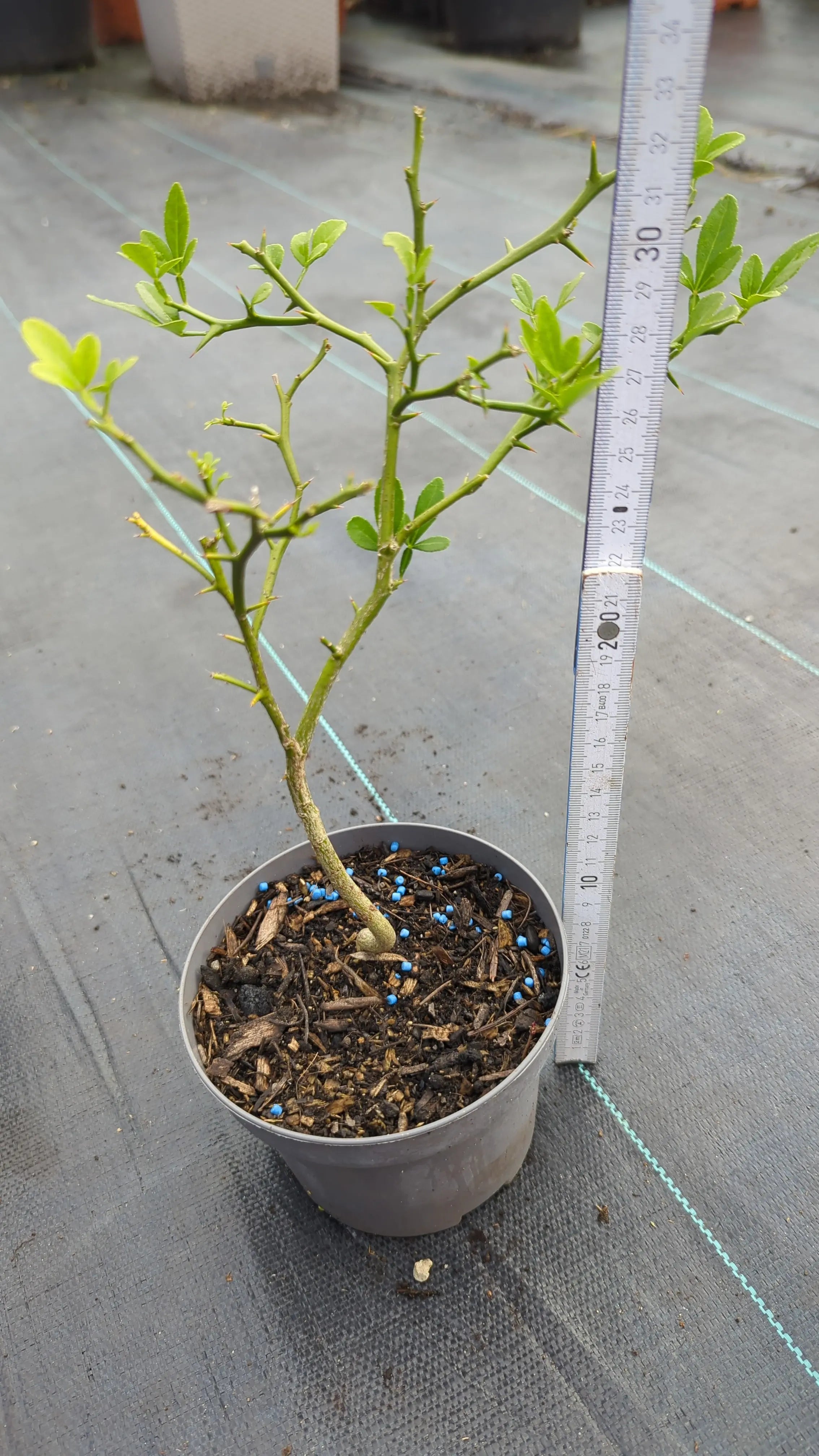 Poncirus trifoliata - Dreiblättrige Bitterorange aus Freilandzucht - Image