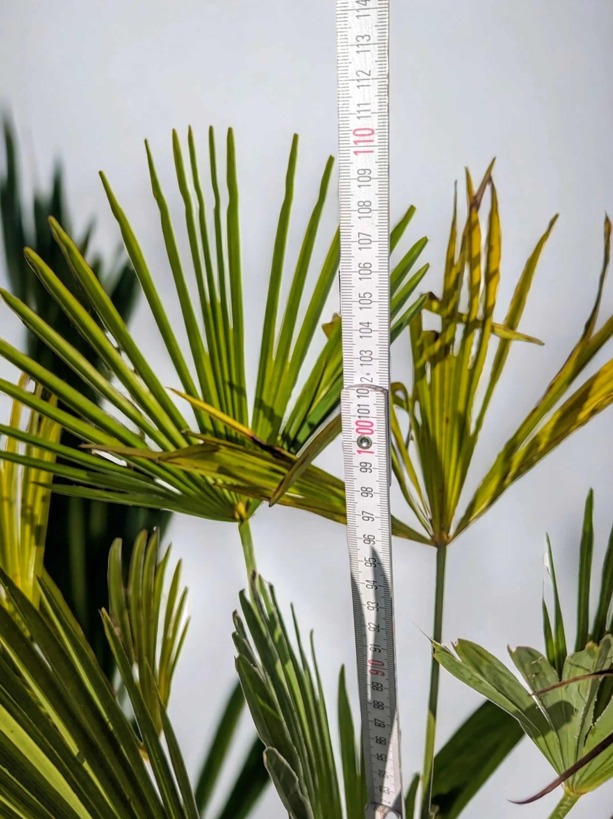 Trachycarpus wagnerianus - Wagner Hanfpalme aus Freilandzucht - Image