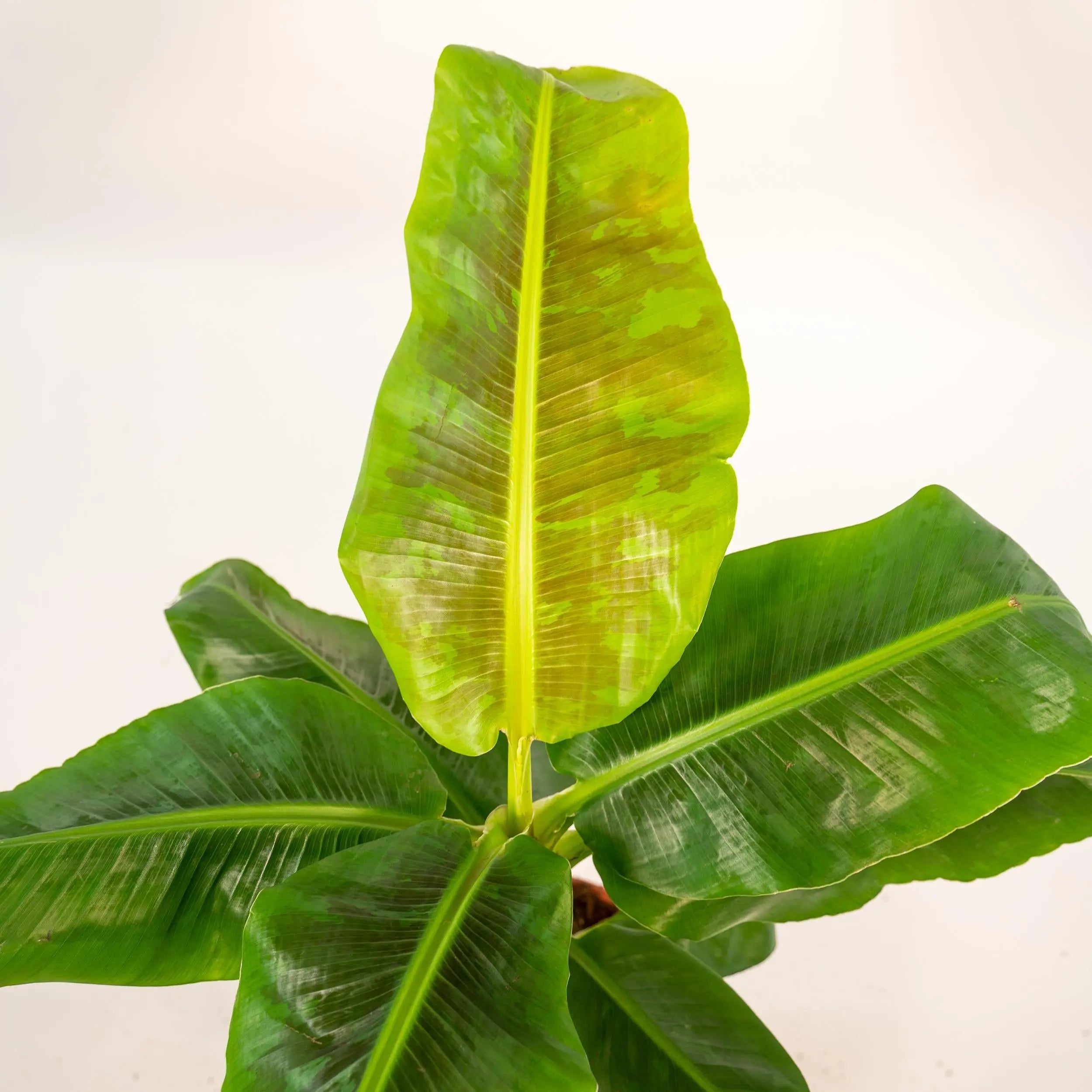 Musa Dwarf Cavendish - Zwerg-Essbanane - Image