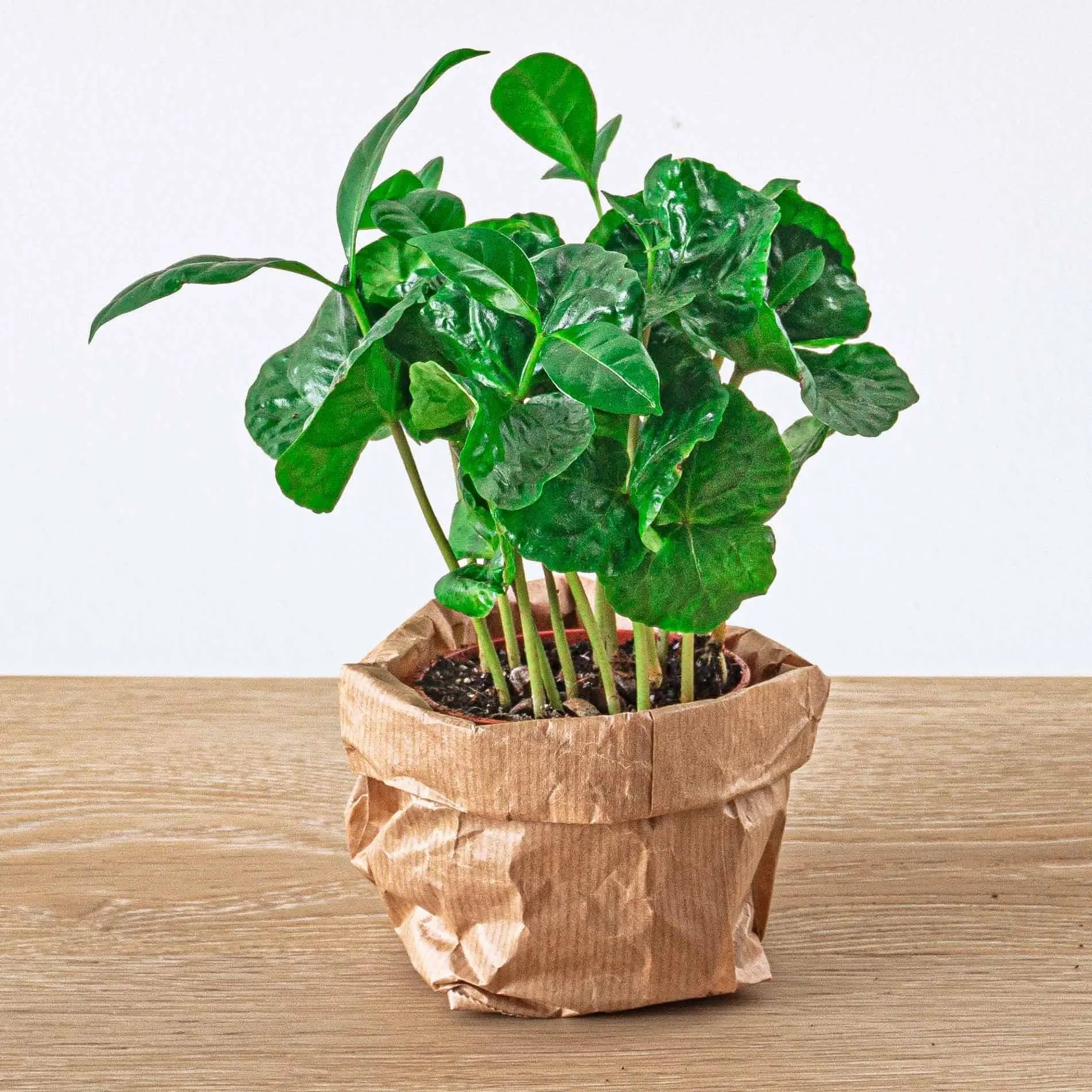 Pflanzenterrarium - Pflanzen und Zubehör für Terrarien - Image